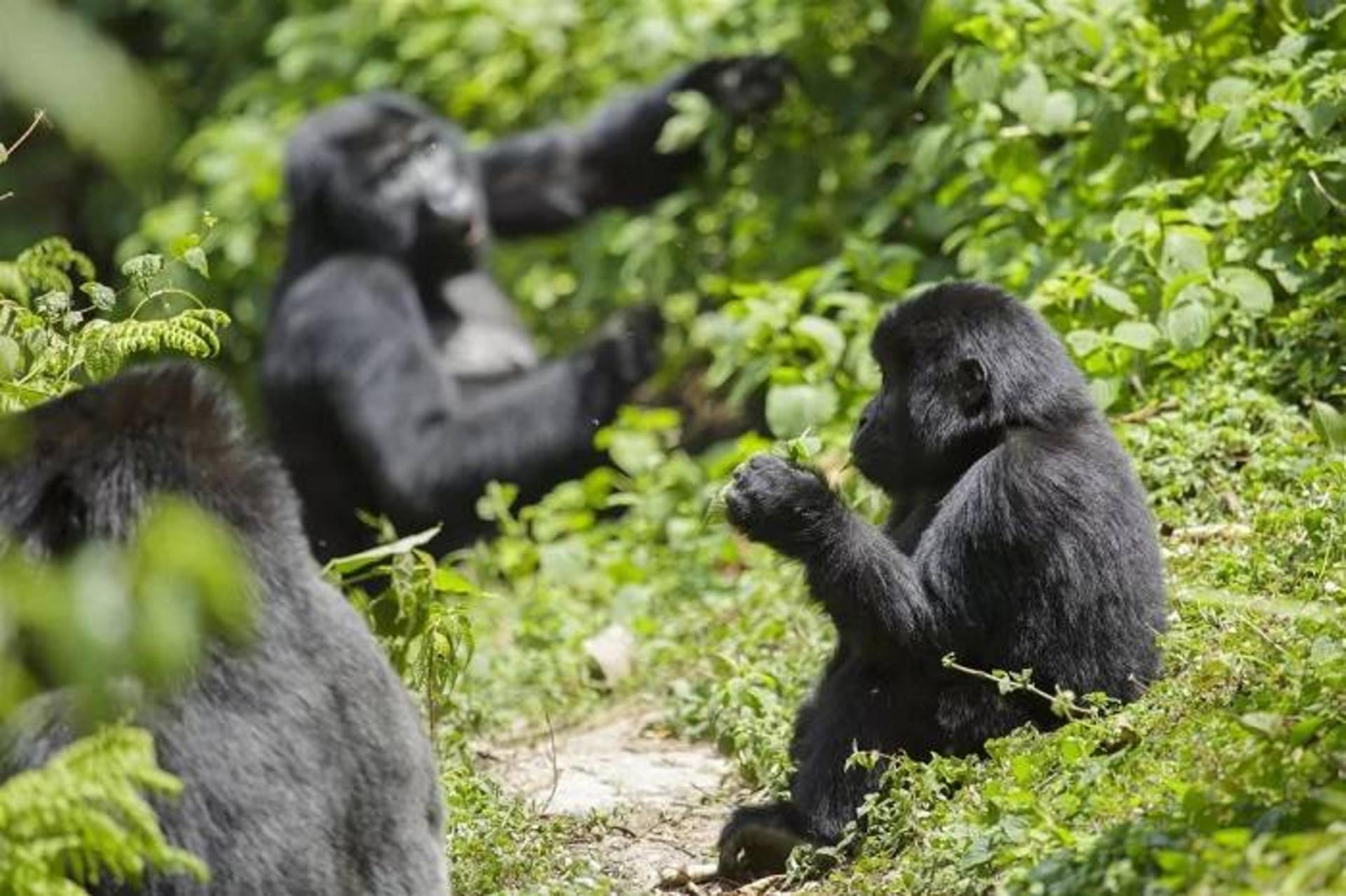 گوریل ها / Gorillas