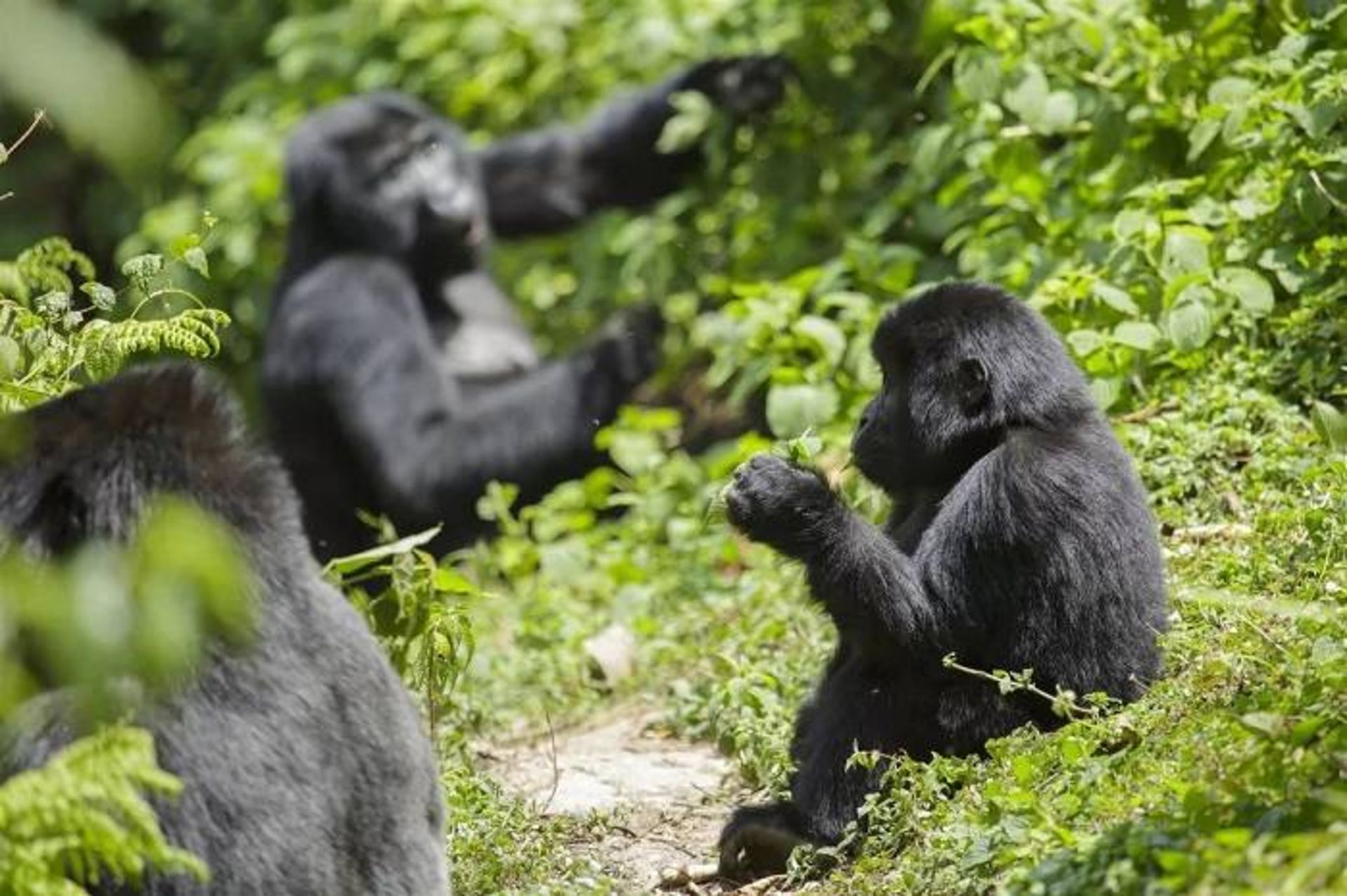 مرجع متخصصين ايران گوريل ها / Gorillas