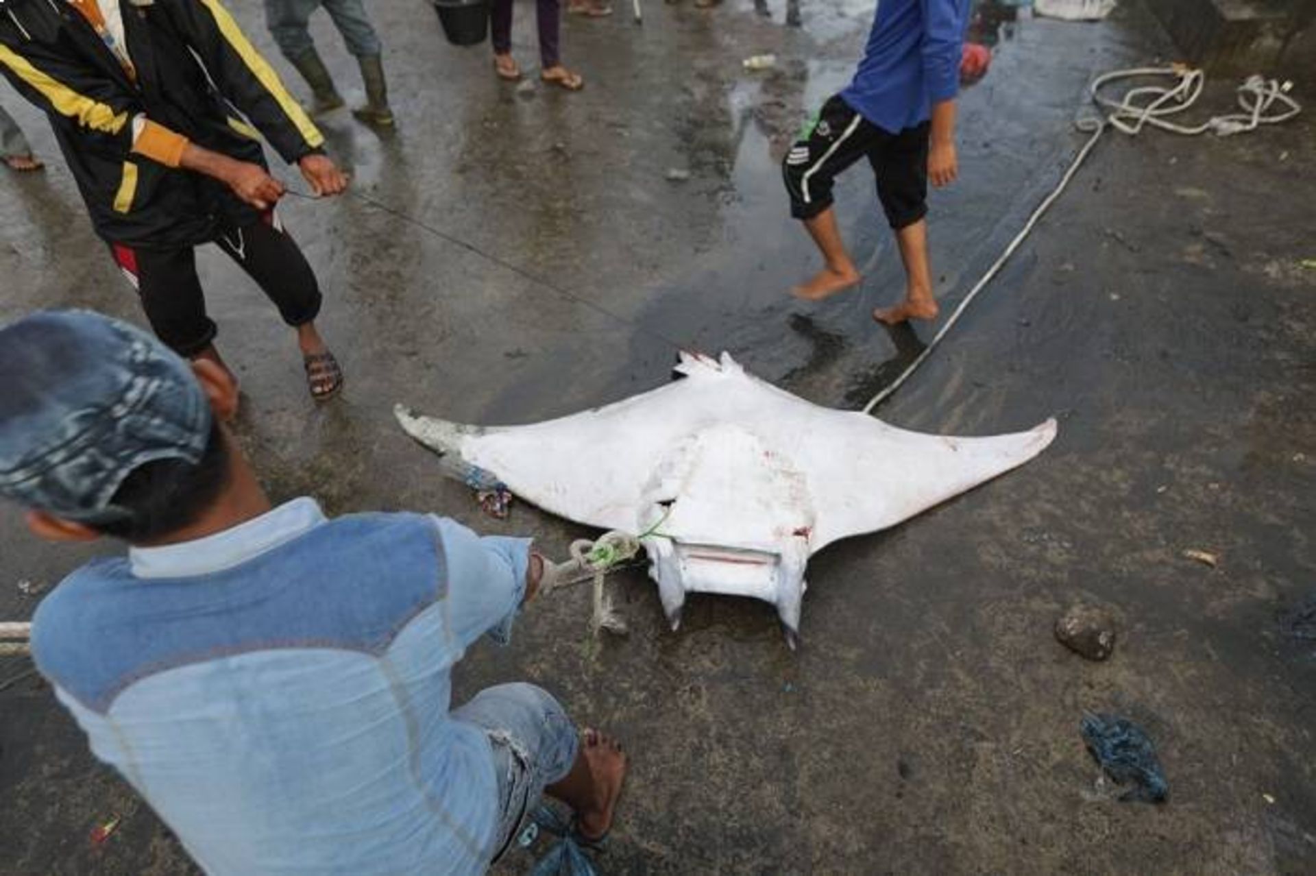 سفره ماهی دیو / manta ray