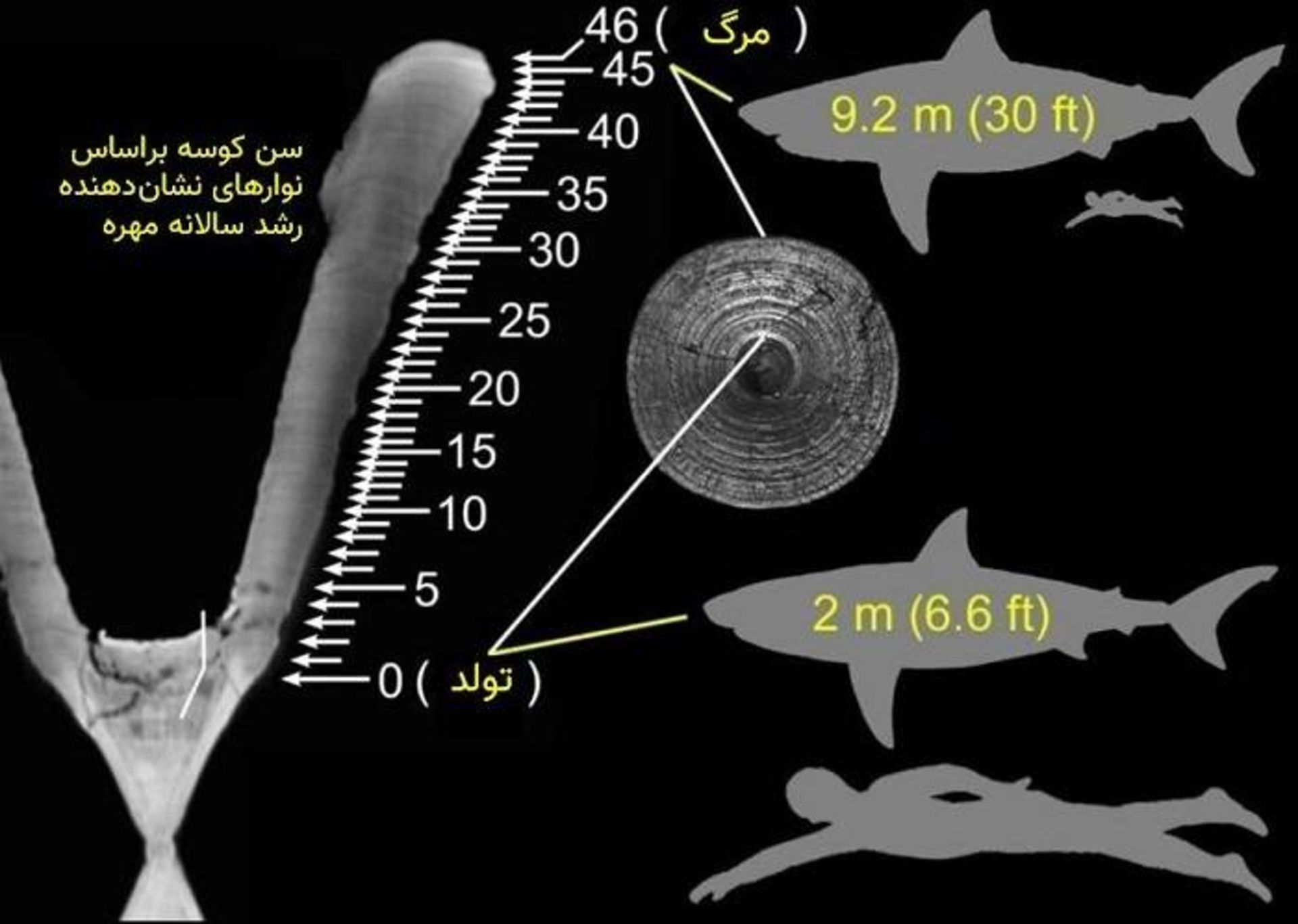 تعیین سن کوسه بر اساس حلقه مهره / estimating shark age