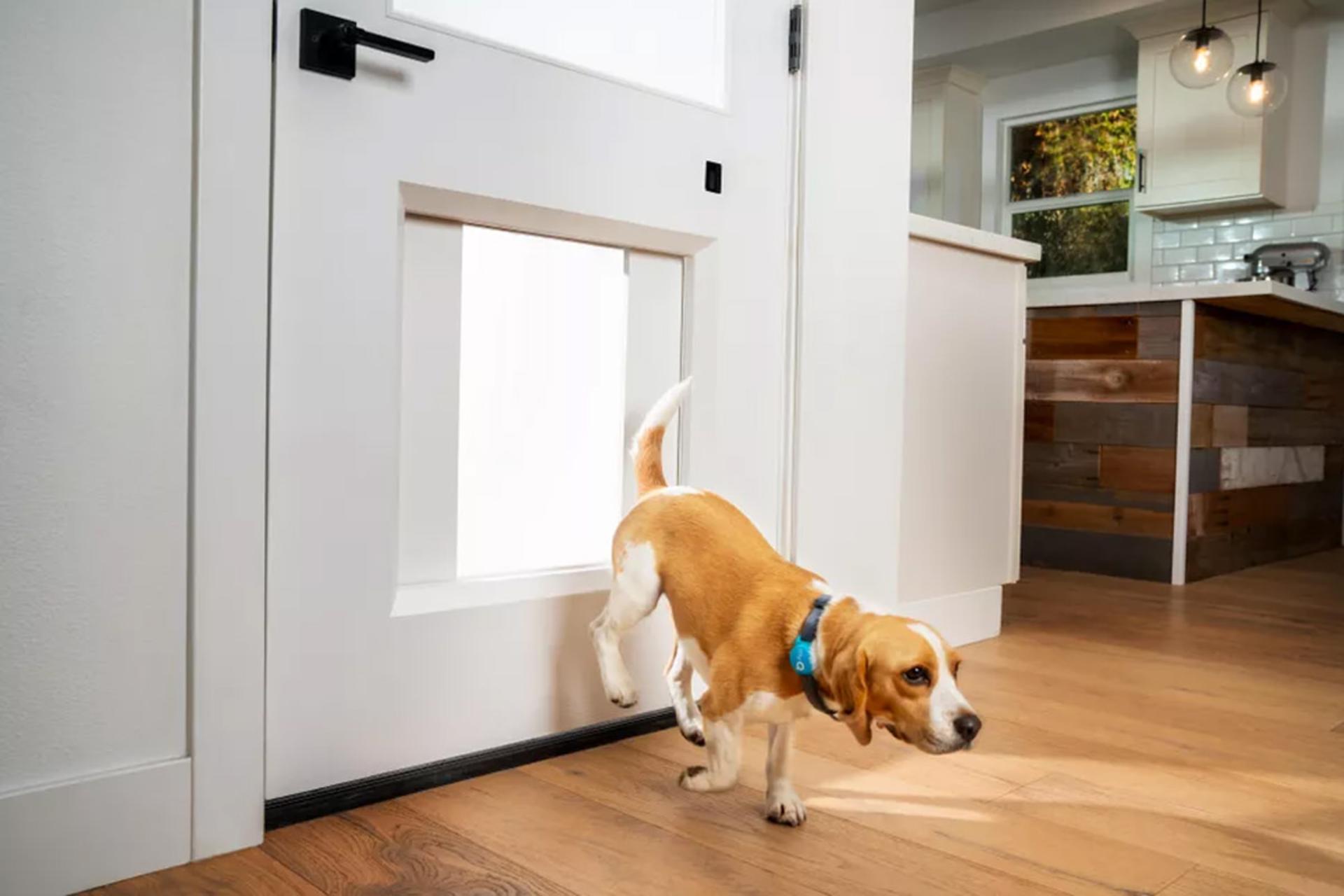 یک سگ درحال عبور از در هوشمند MyQ Pet Portal