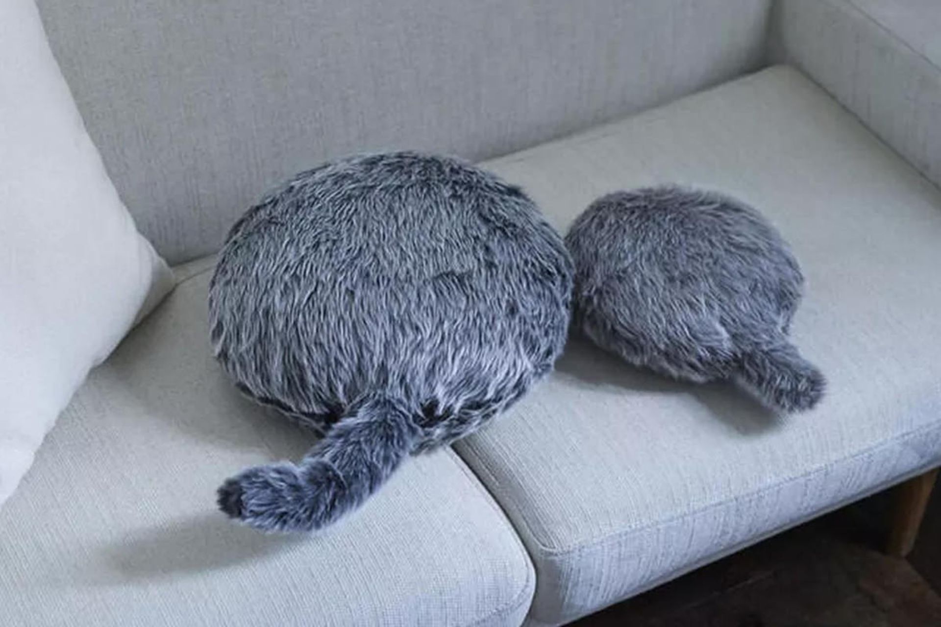 ربات Petit Qoobo روی مبل