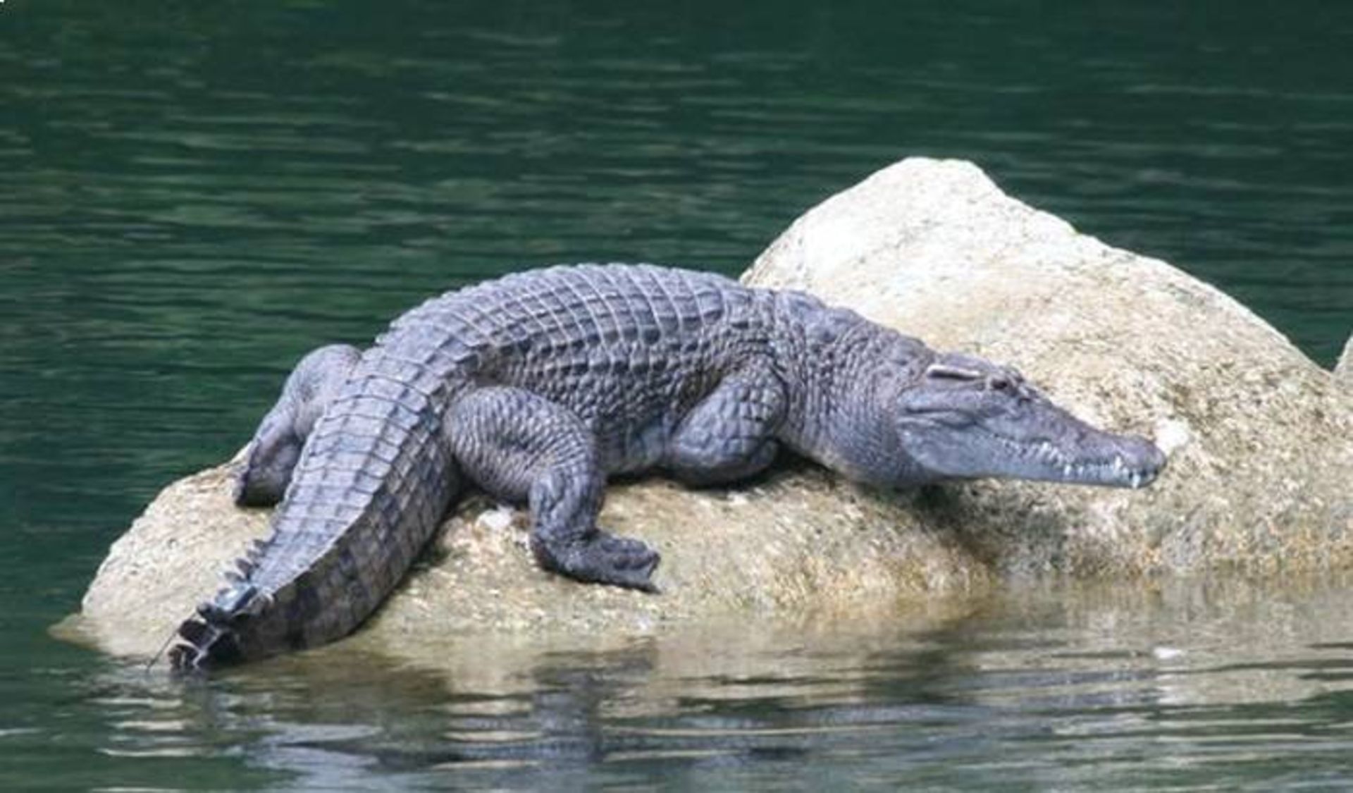 مرجع متخصصين ايران تمساح فيليپيني / Philippine crocodile