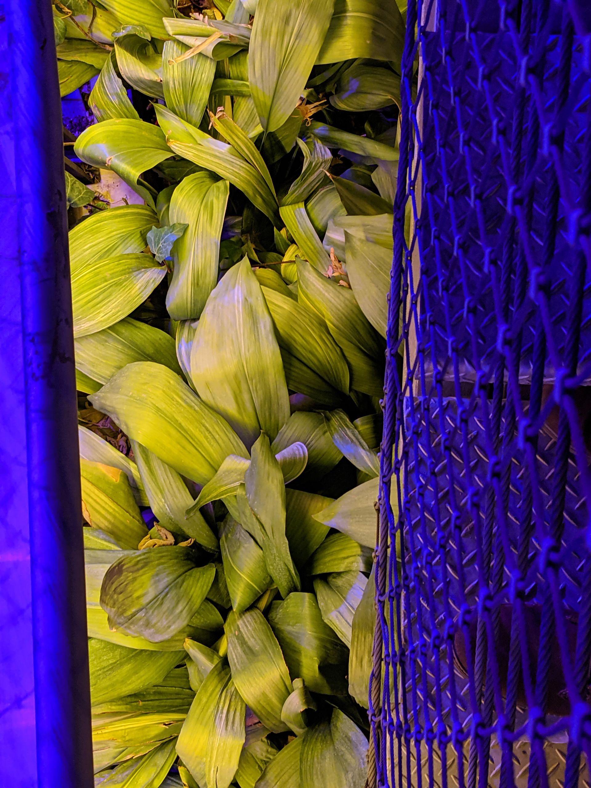 عکس نمونه دوربین اولتراواید پیکسل ۵ در تاریکی - گل و گیاه پل طبیعت تهران