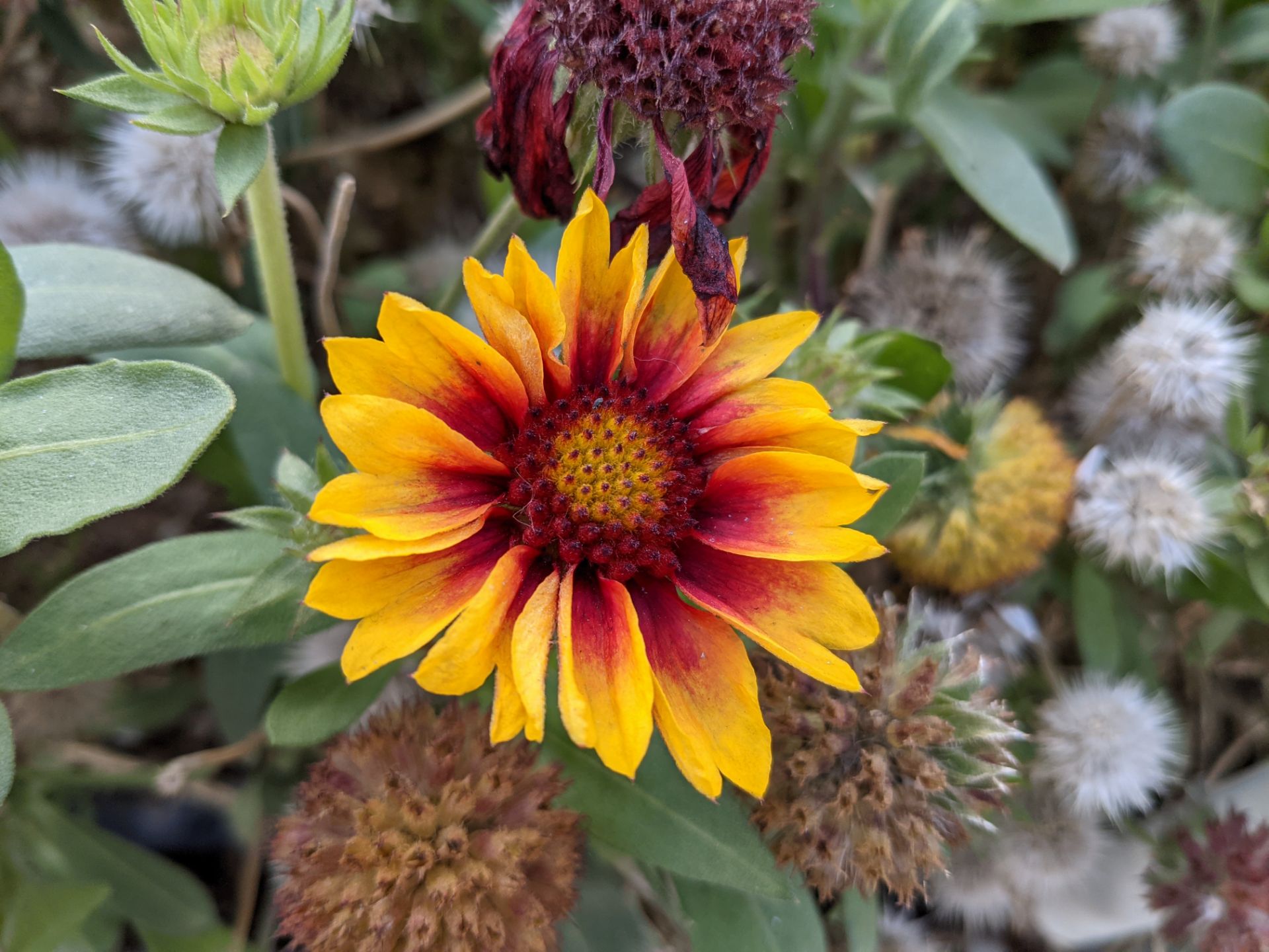 عکس نمونه دوربین اصلی پیکسل ۵ در طول روز - گلی در پارک آب و آتش تهران