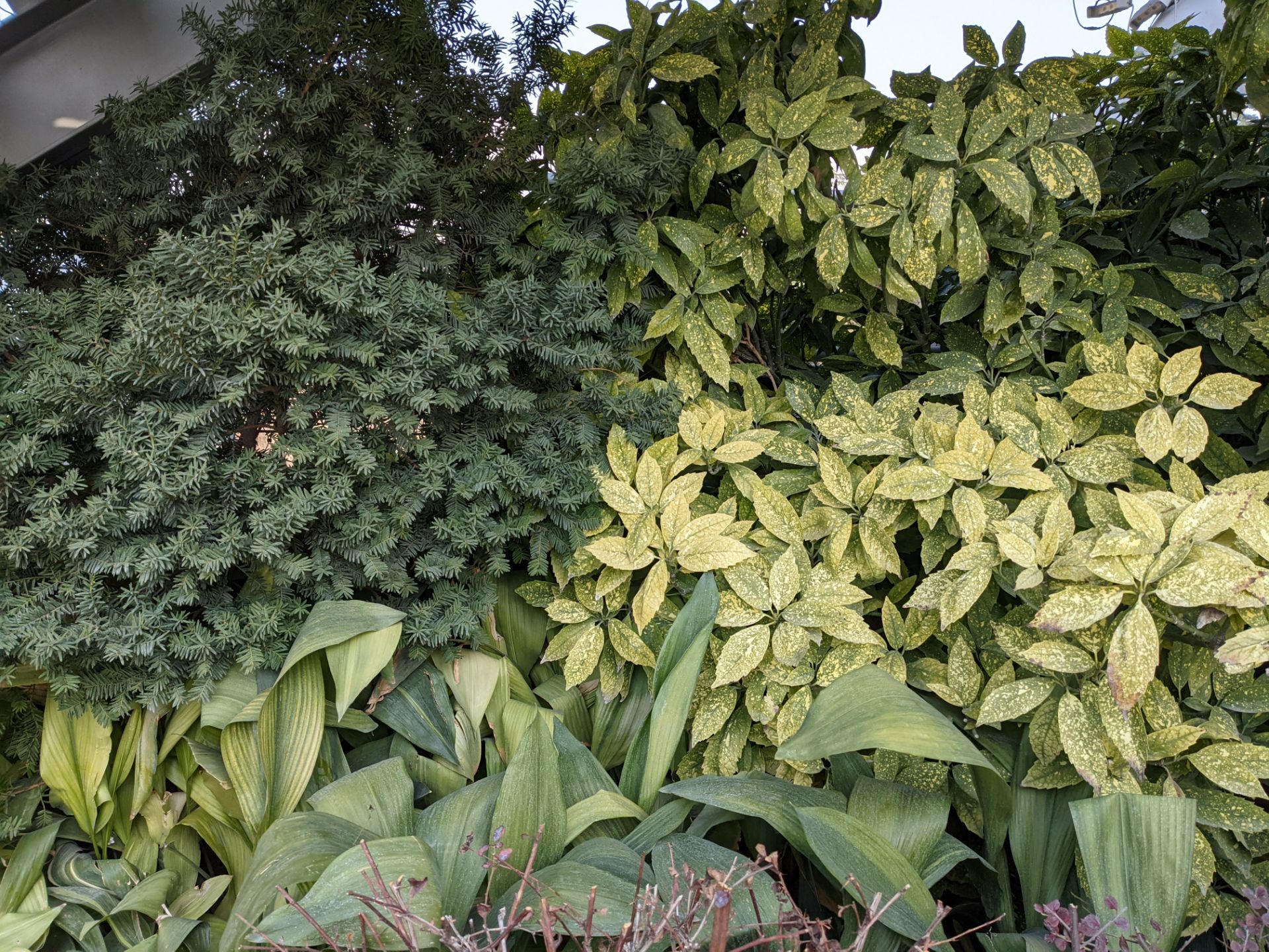 عکس نمونه دوربین اصلی پیکسل ۵ در طول روز - گل و گیاه پل طبیعت تهران