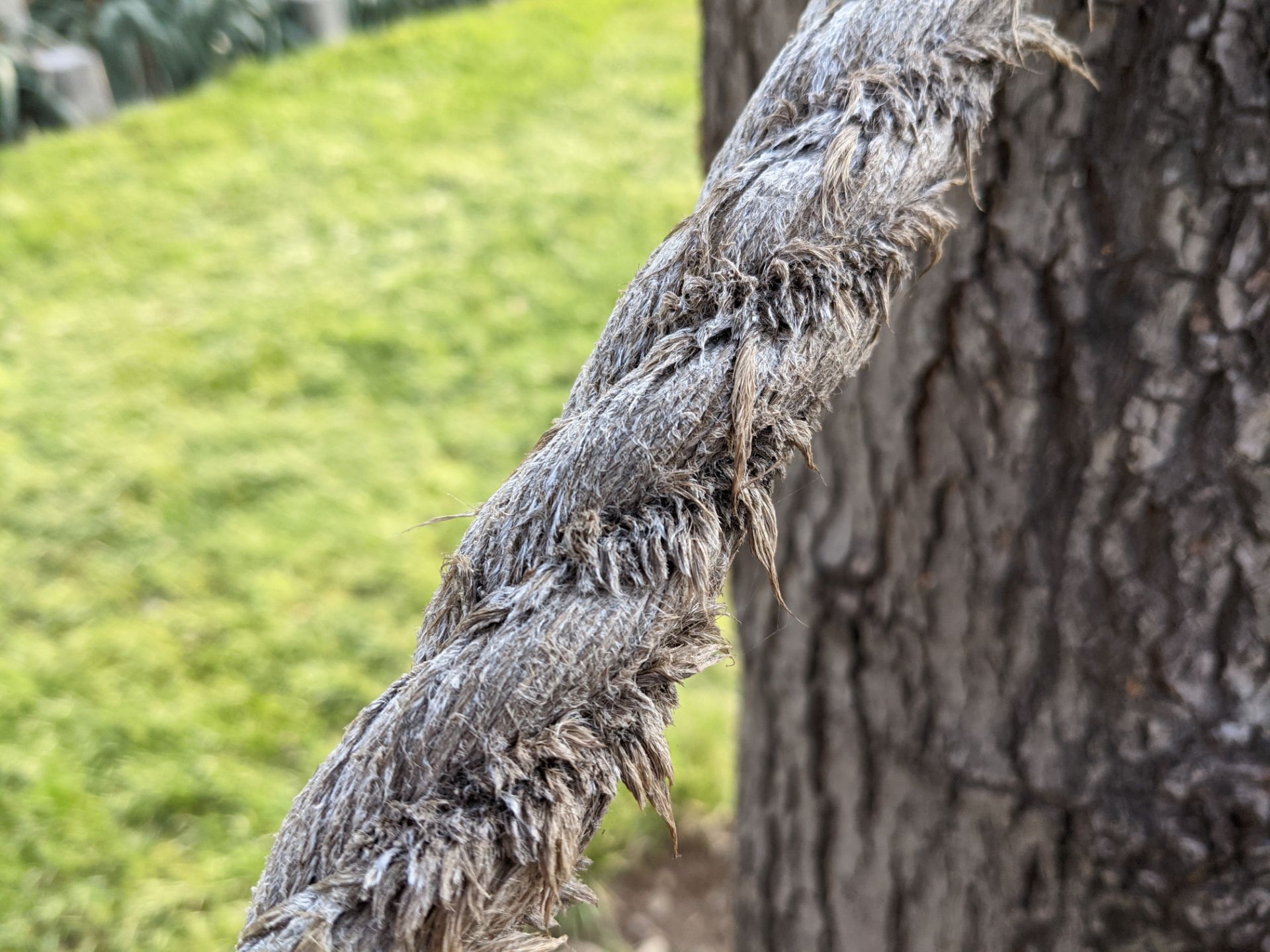 عکس نمونه دوربین اصلی پیکسل ۵ در طول روز - طناب از نگاه نزدیک