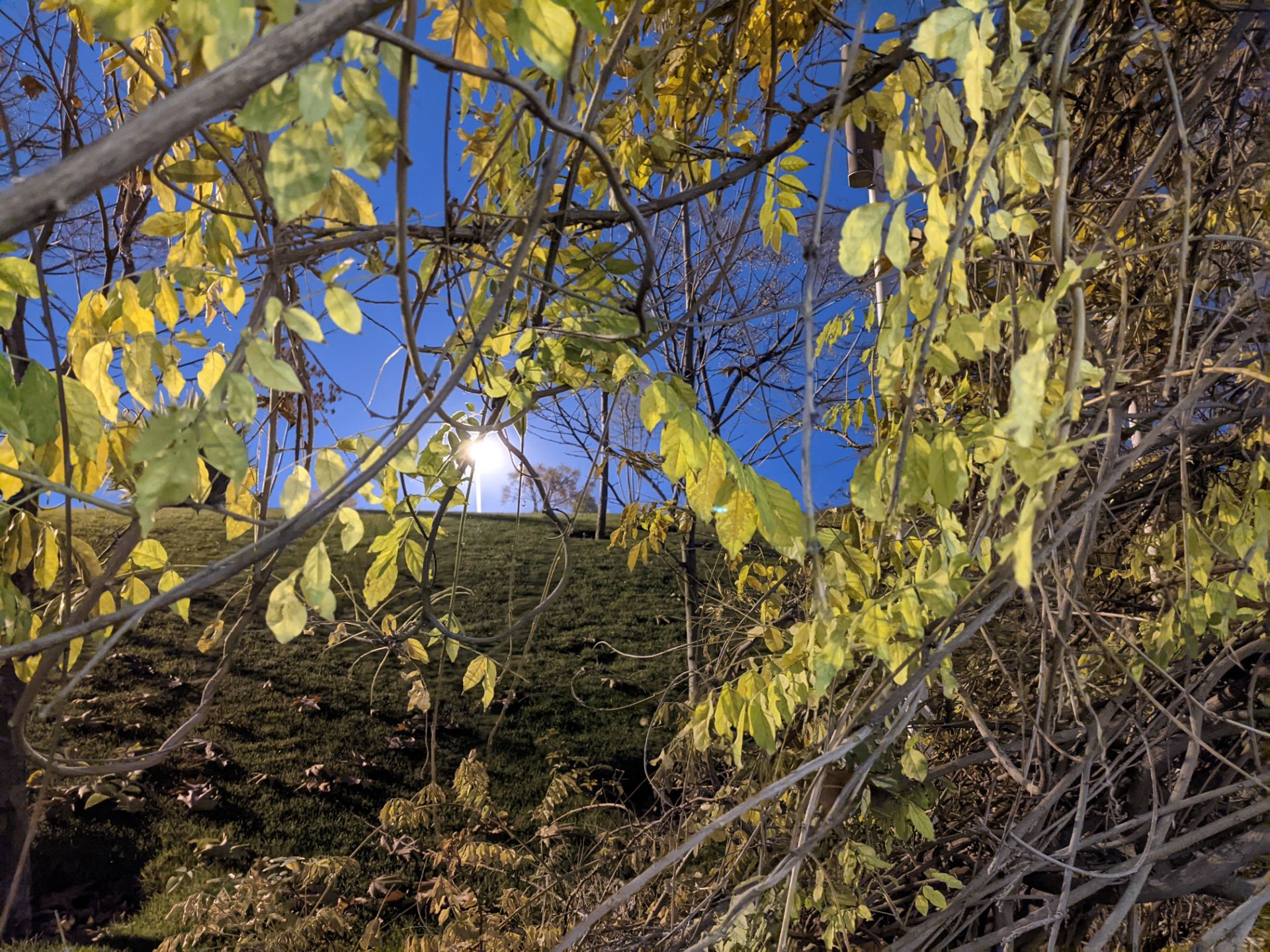 عکس نمونه دوربین اصلی پیکسل ۵ در تاریکی - برگ‌های زرد درختان در پارک آب و آتش تهران