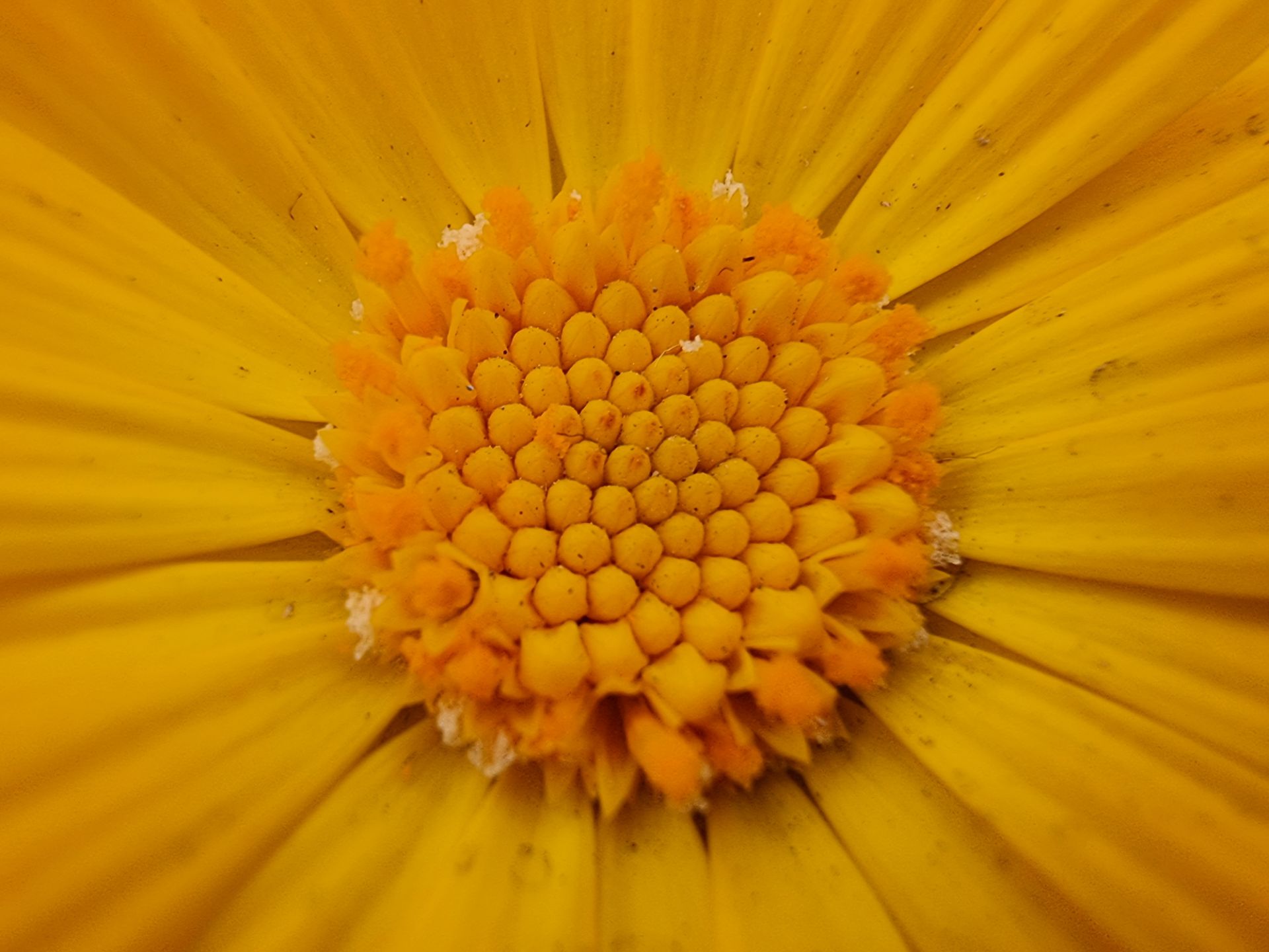عکس نمونه ماکرو گلکسی اس ۲۱ اولترا - گلی از نمای نزدیک