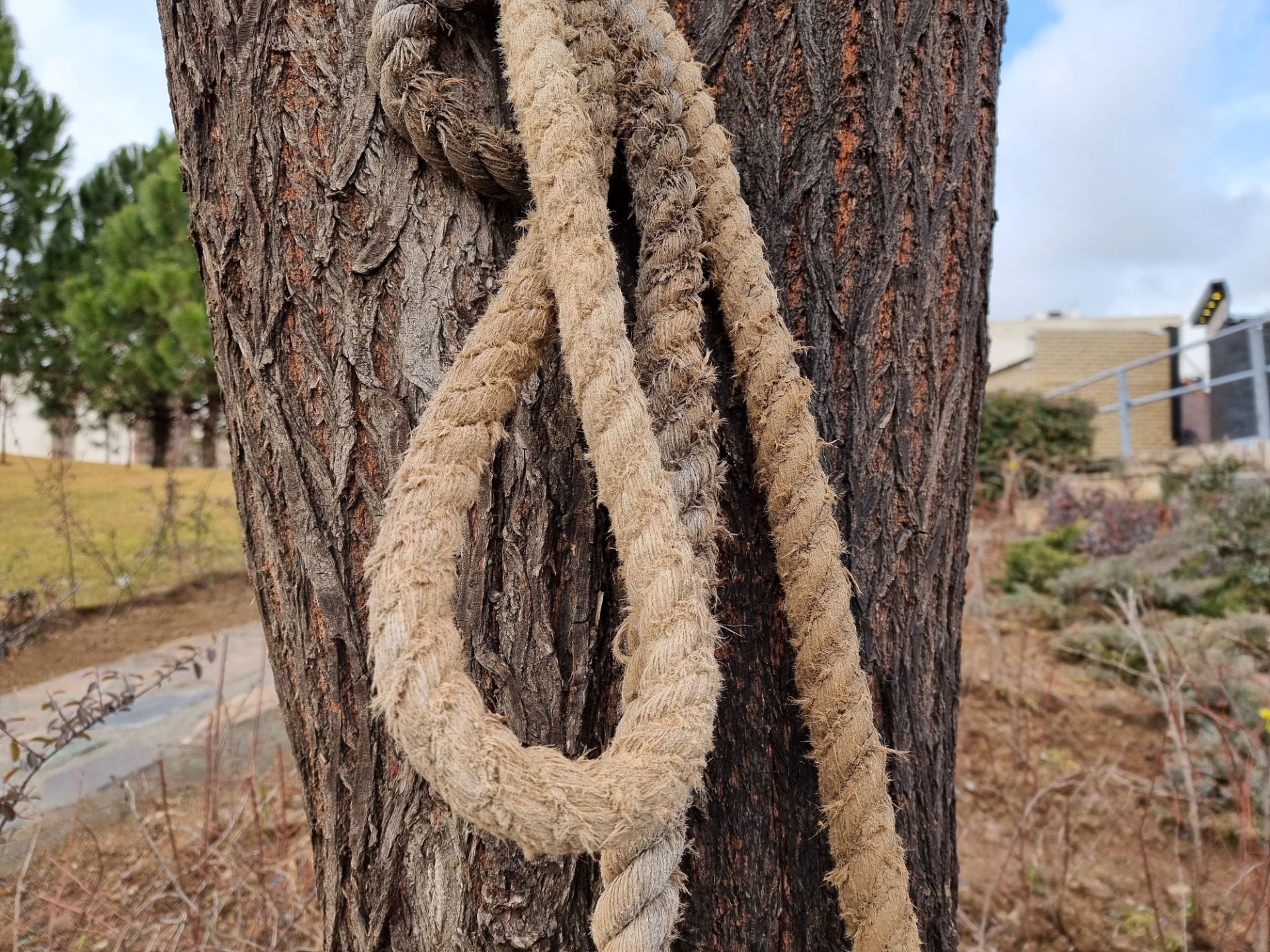 مرجع متخصصين ايران عكس نمونه دوربين اصلي گلكسي اس ۲۱ اولترا در روز - طناب بسته شده به درخت پارك آب و آتش