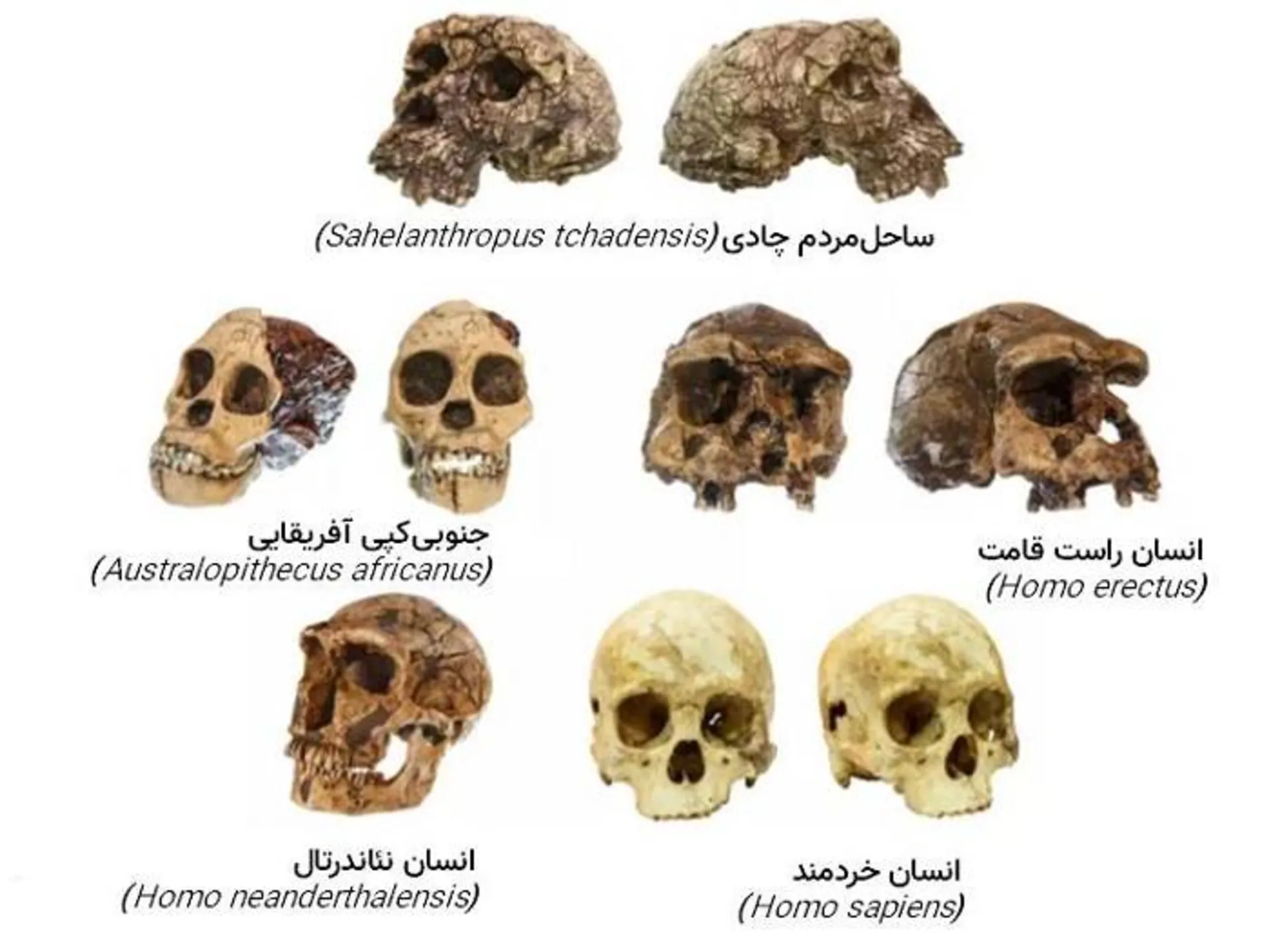 مرجع متخصصين ايران جمجمه گونه هاي انسان / skulls of human species