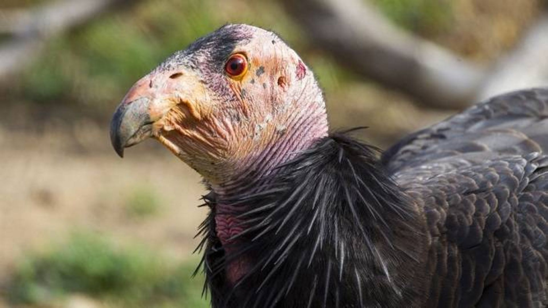 رخ کرکس کالیفرنیا / California condor