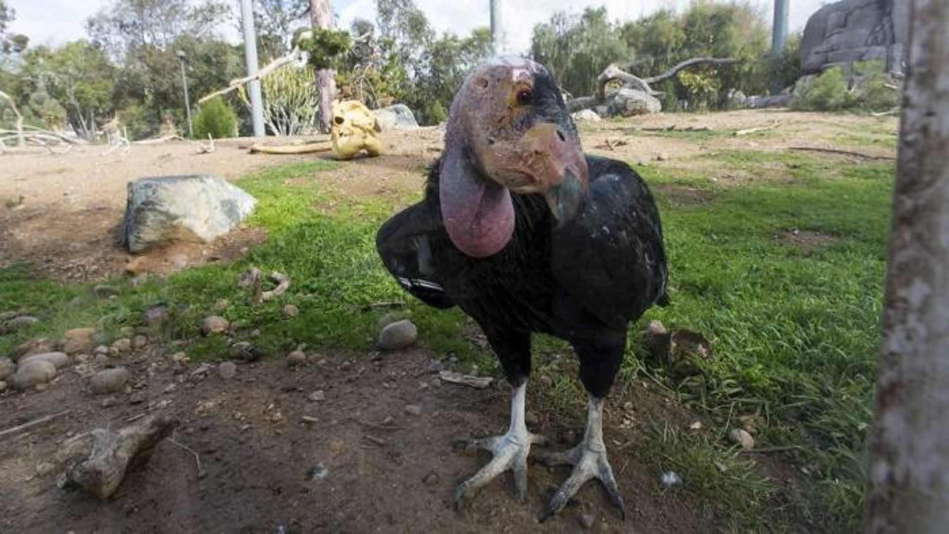 رخ‌کرکس کالیفرنیا / California condors
