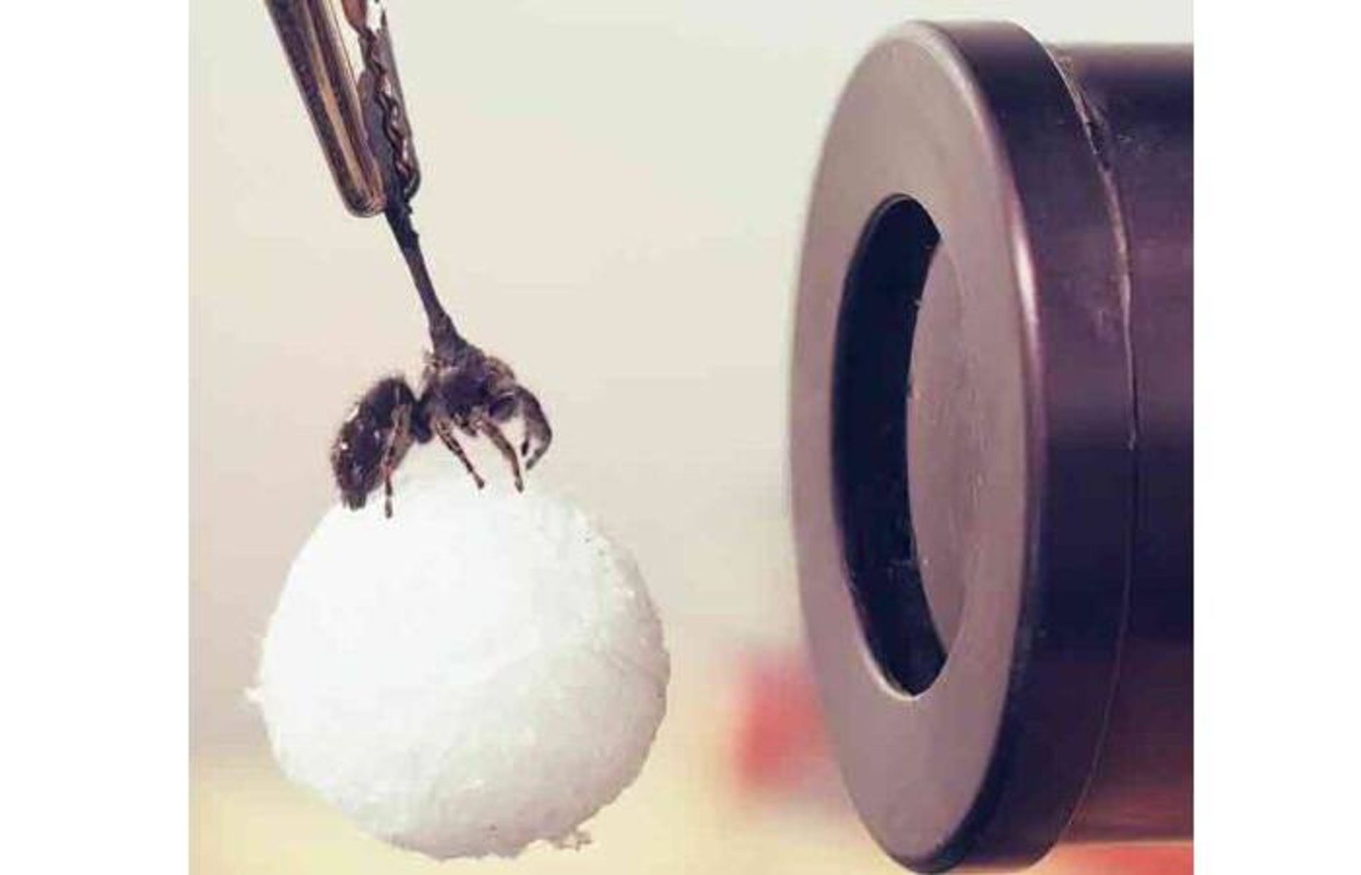 آزمایش بررسی بینایی عنکبوت جهنده