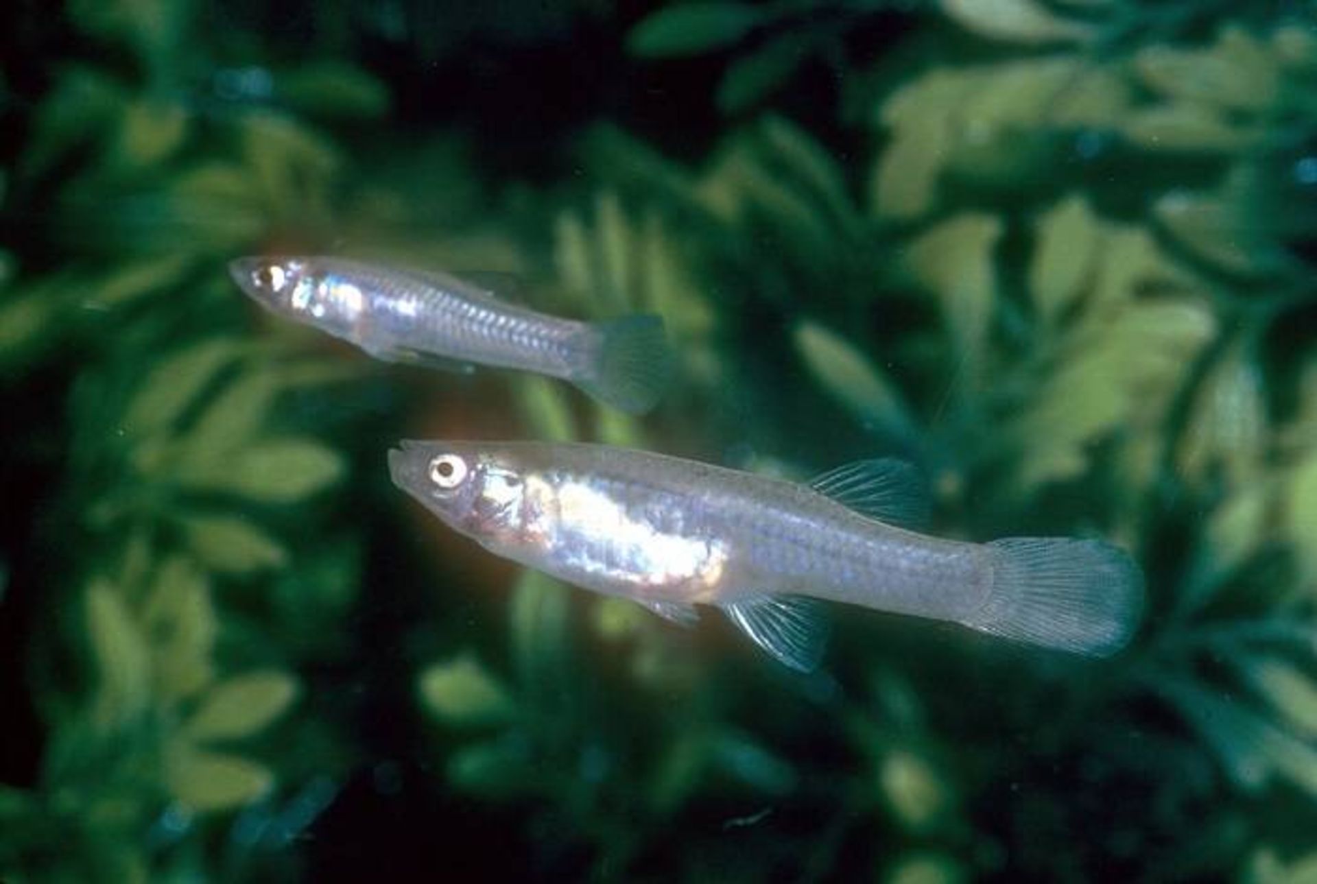 گامبوزیای سان مارکوس نوعی ماهی منقرض شده