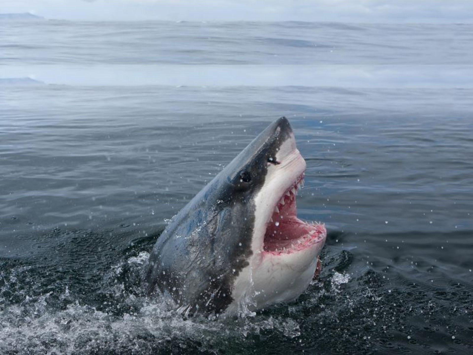 درنده‎ترین حیوانات