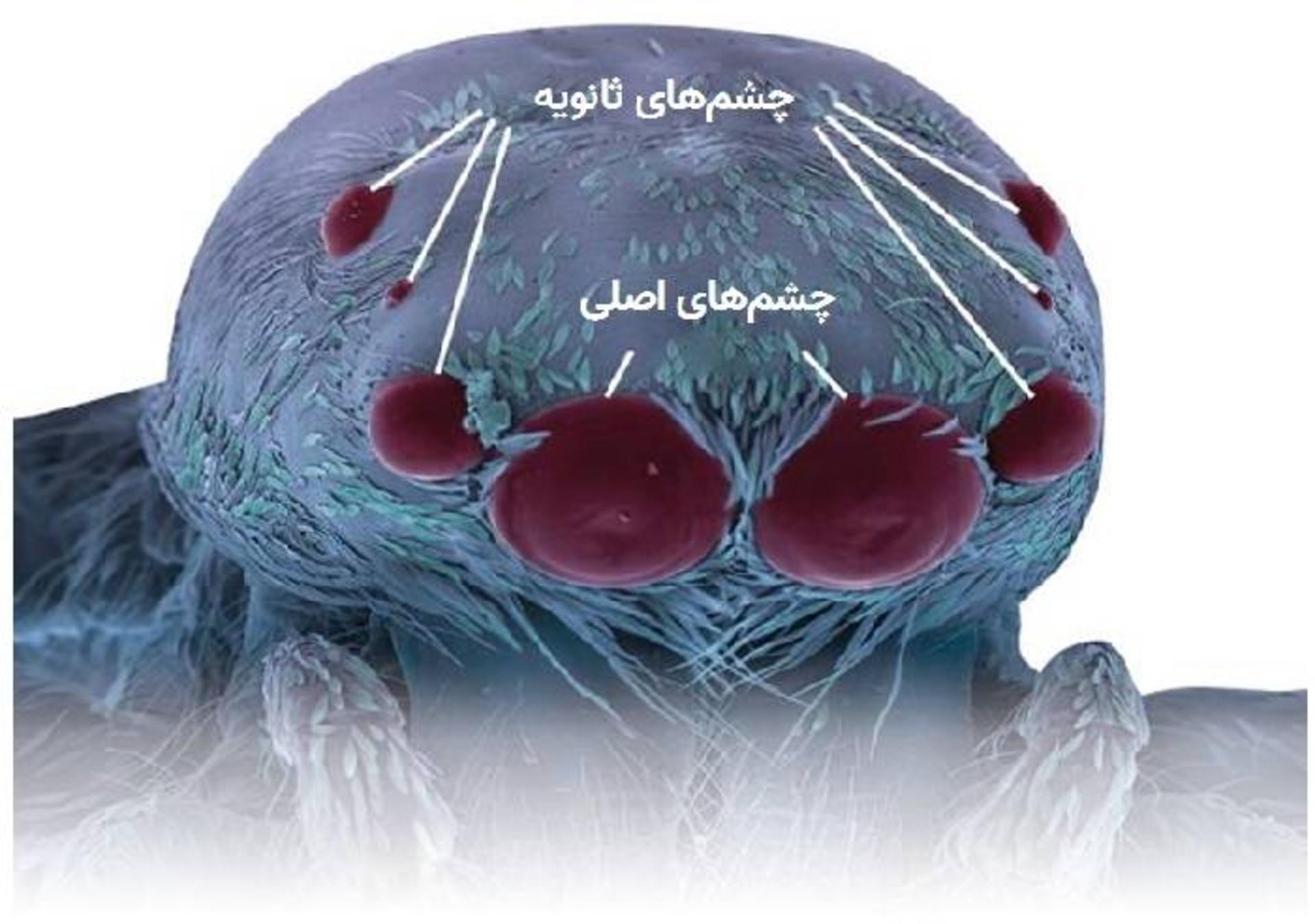 چشم های عنکبوت جهنده