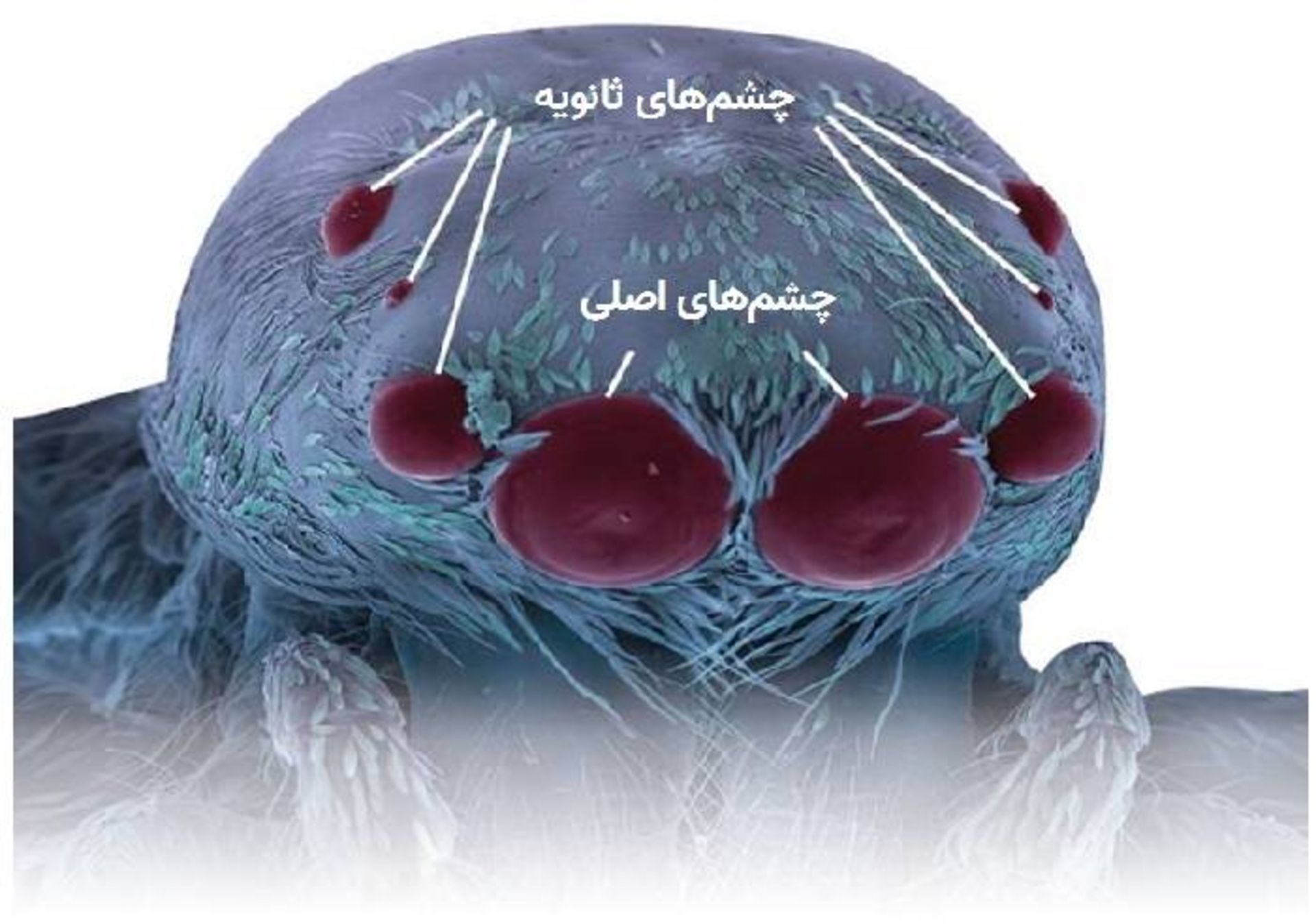 چشم های عنکبوت جهنده