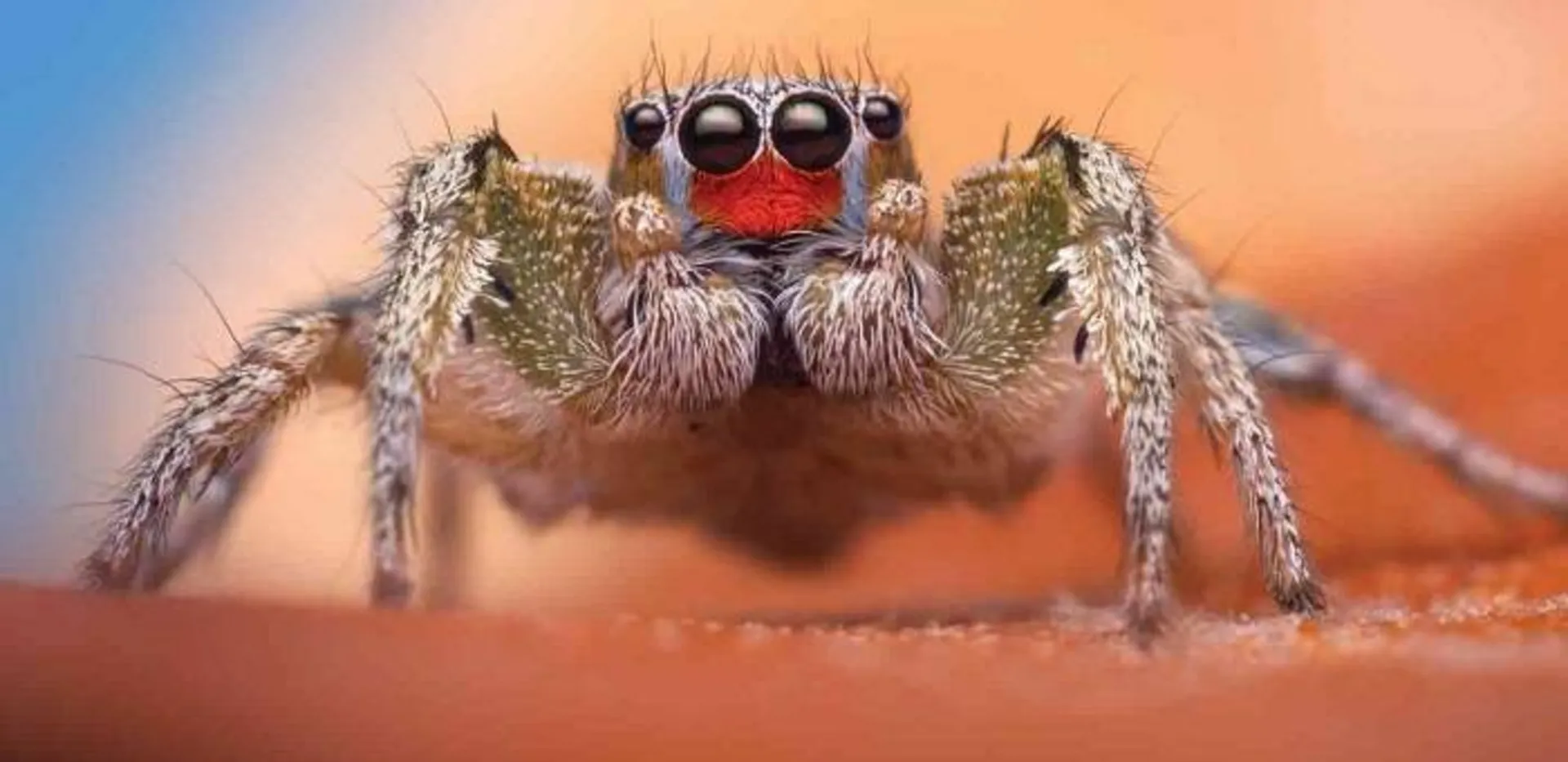 عنکبوت های جهنده / jumping spider