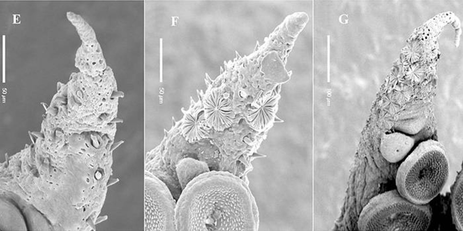 تصاویر میکروسکوپی اندام های موقت اختاپوس