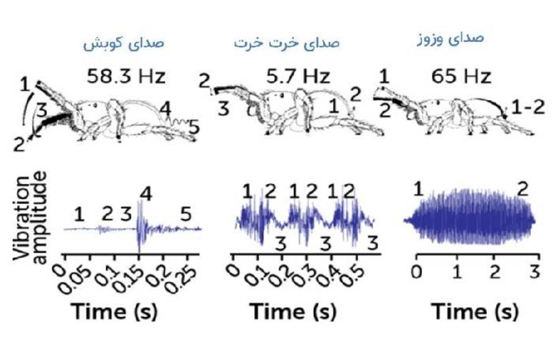 صداهای عنکبوت جهنده نر