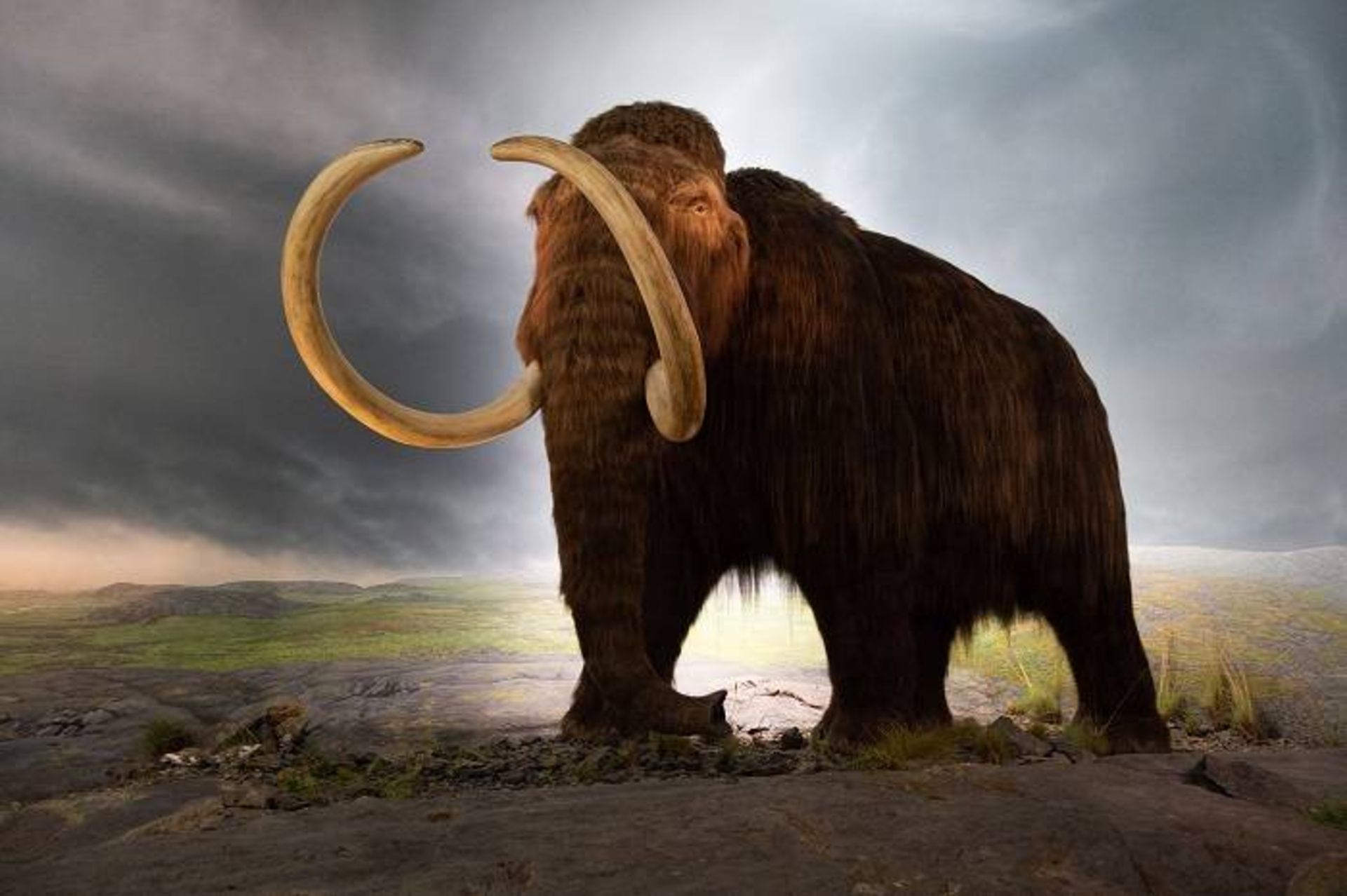 ماموت / Mammoth