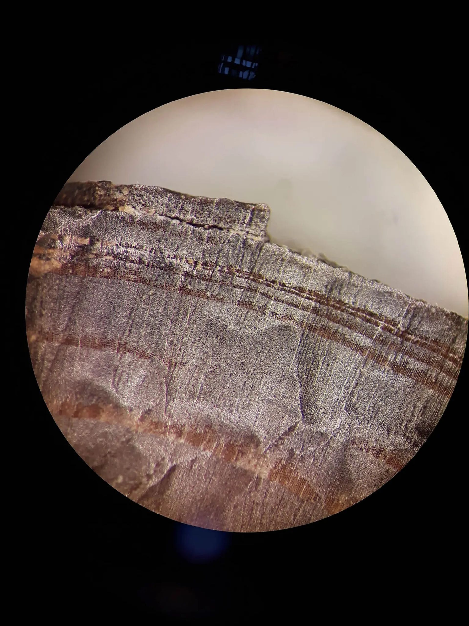 تصویر میکروسکوپی از تکه چوب