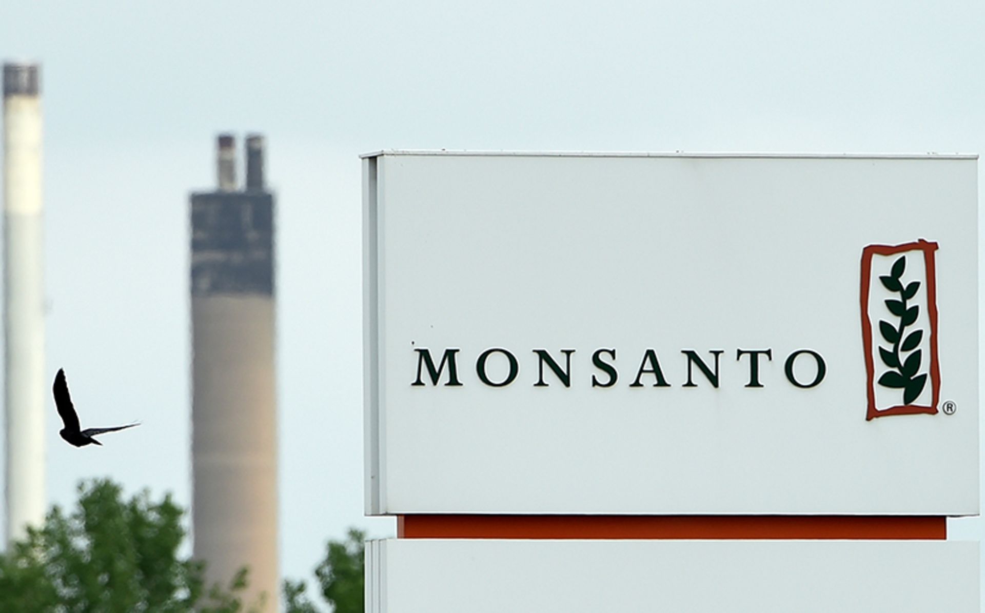 مونسانتو