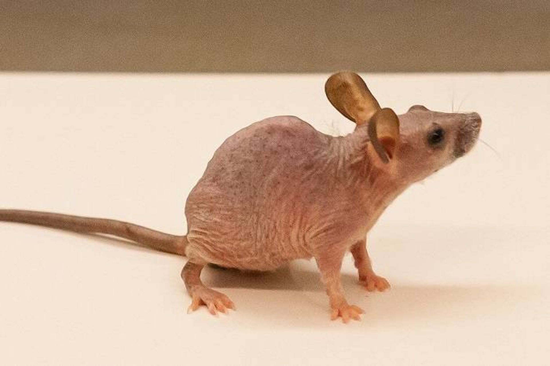 ریزش موی موش بر اثر تغییرات ژنتیکی 