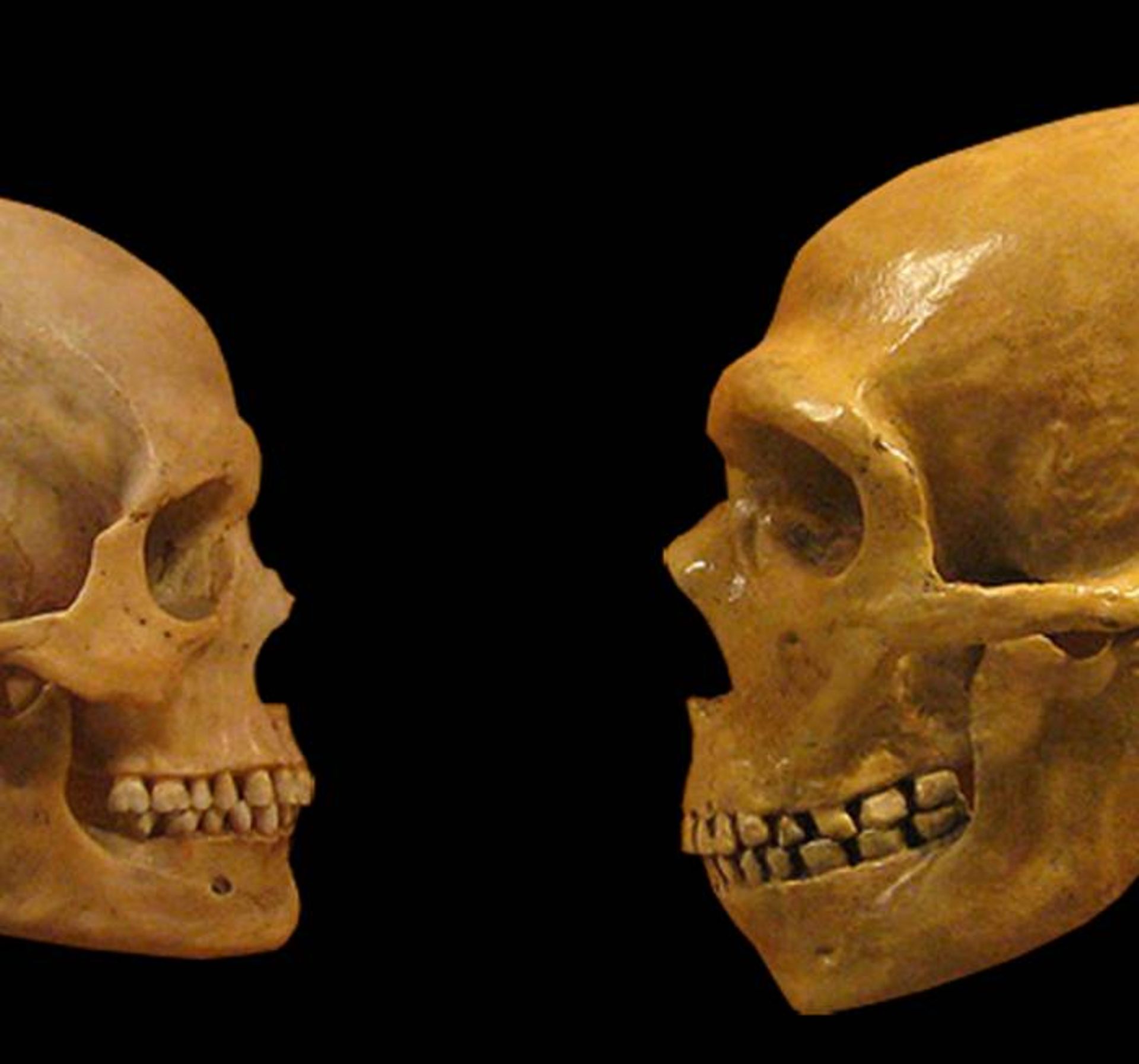جمجمه نئاندرتال (سمت راست) در مقایسه با جمجمه انسان خردمند