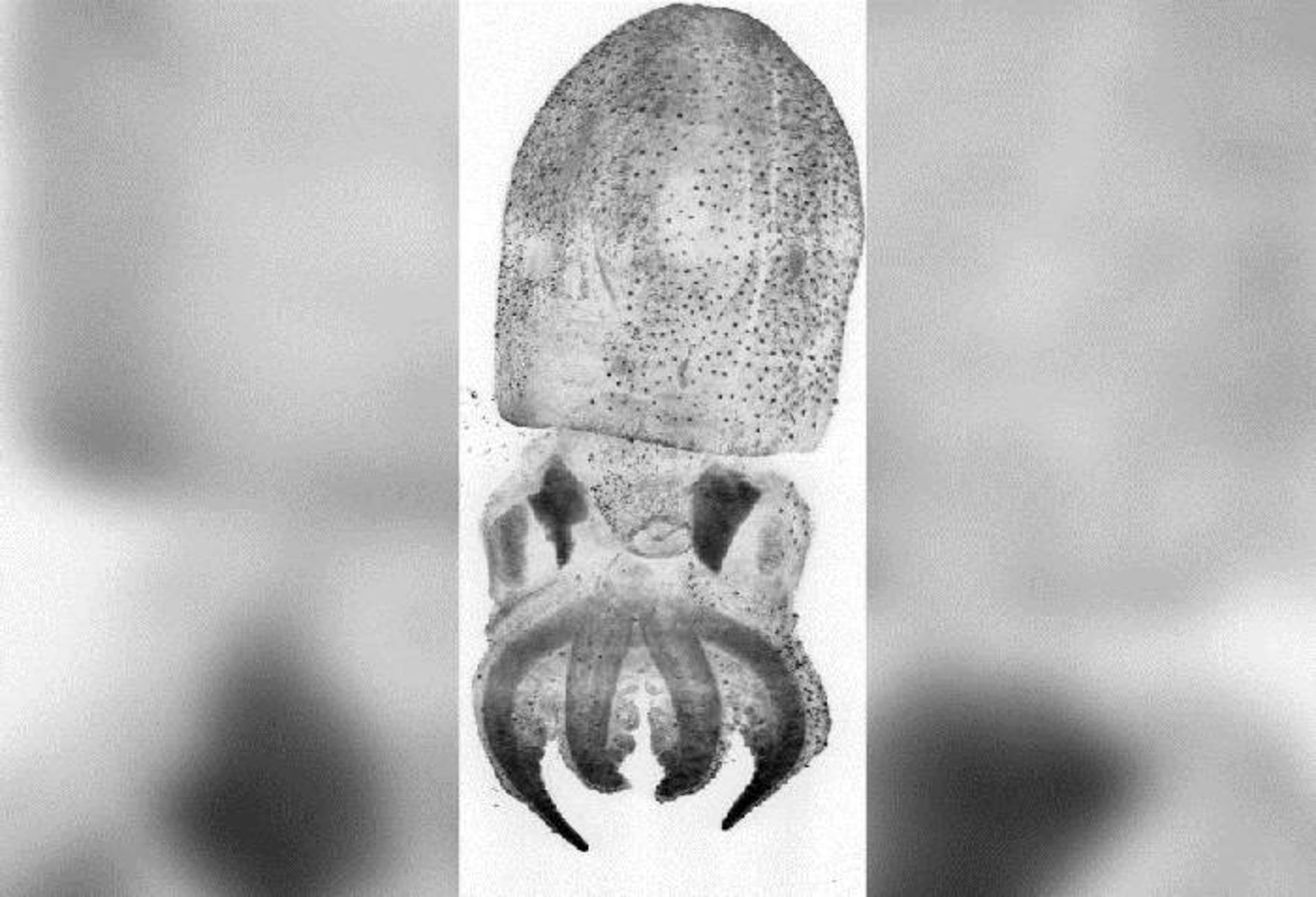 هشت پا یا اختاپوس جوان