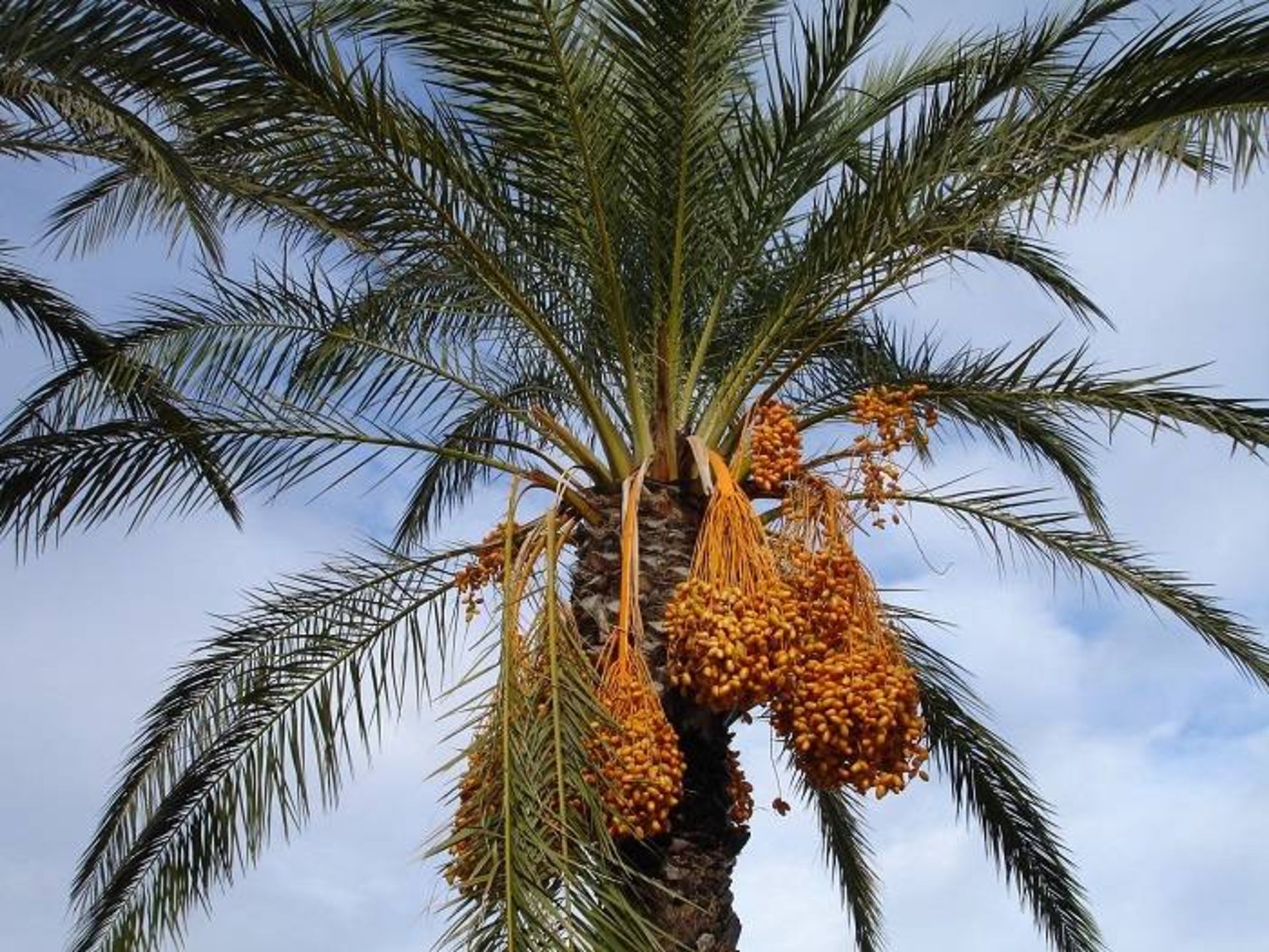 درخت خرما