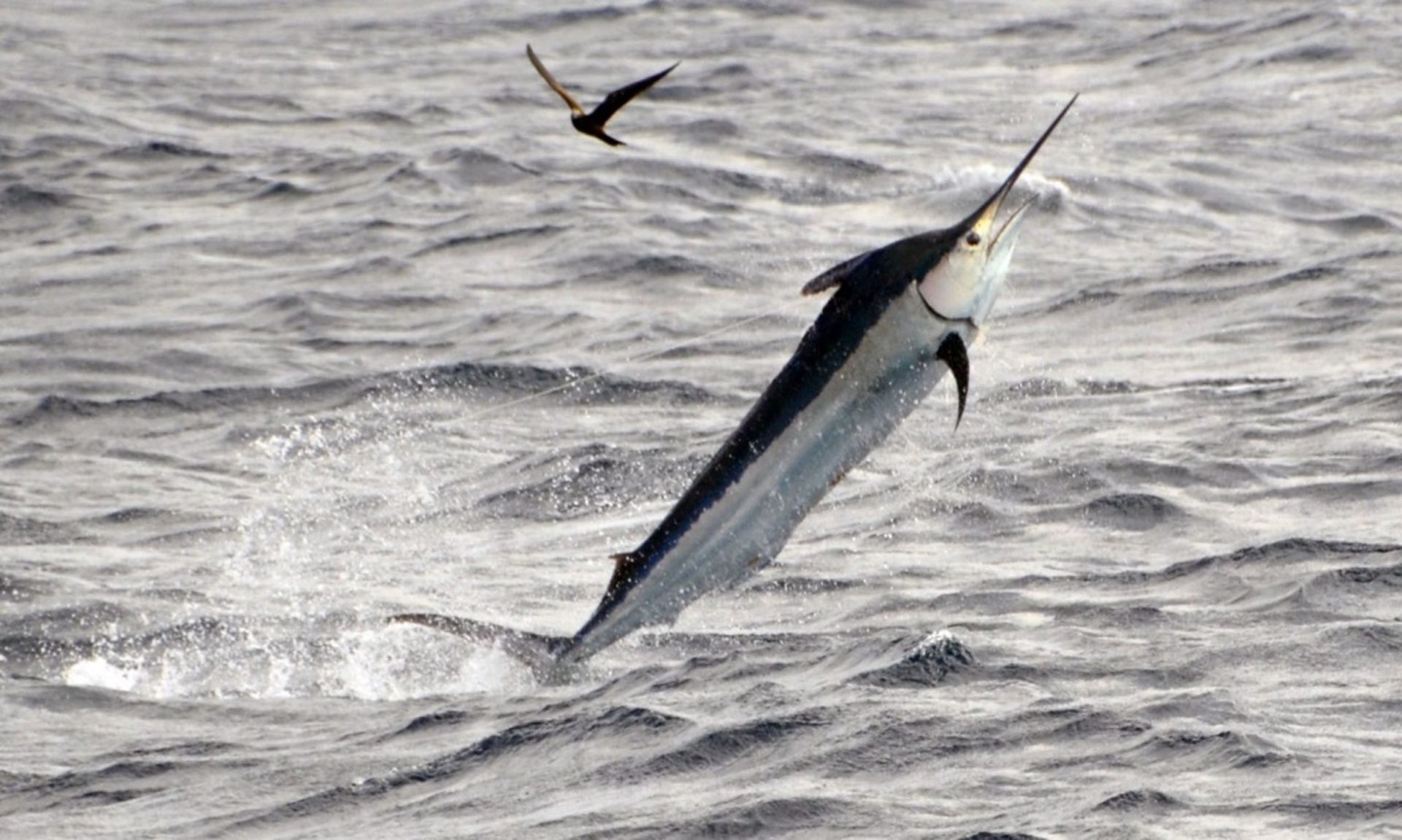 سریع‌ترین حیوانات جهان _ نیزه‌ماهی سیاه