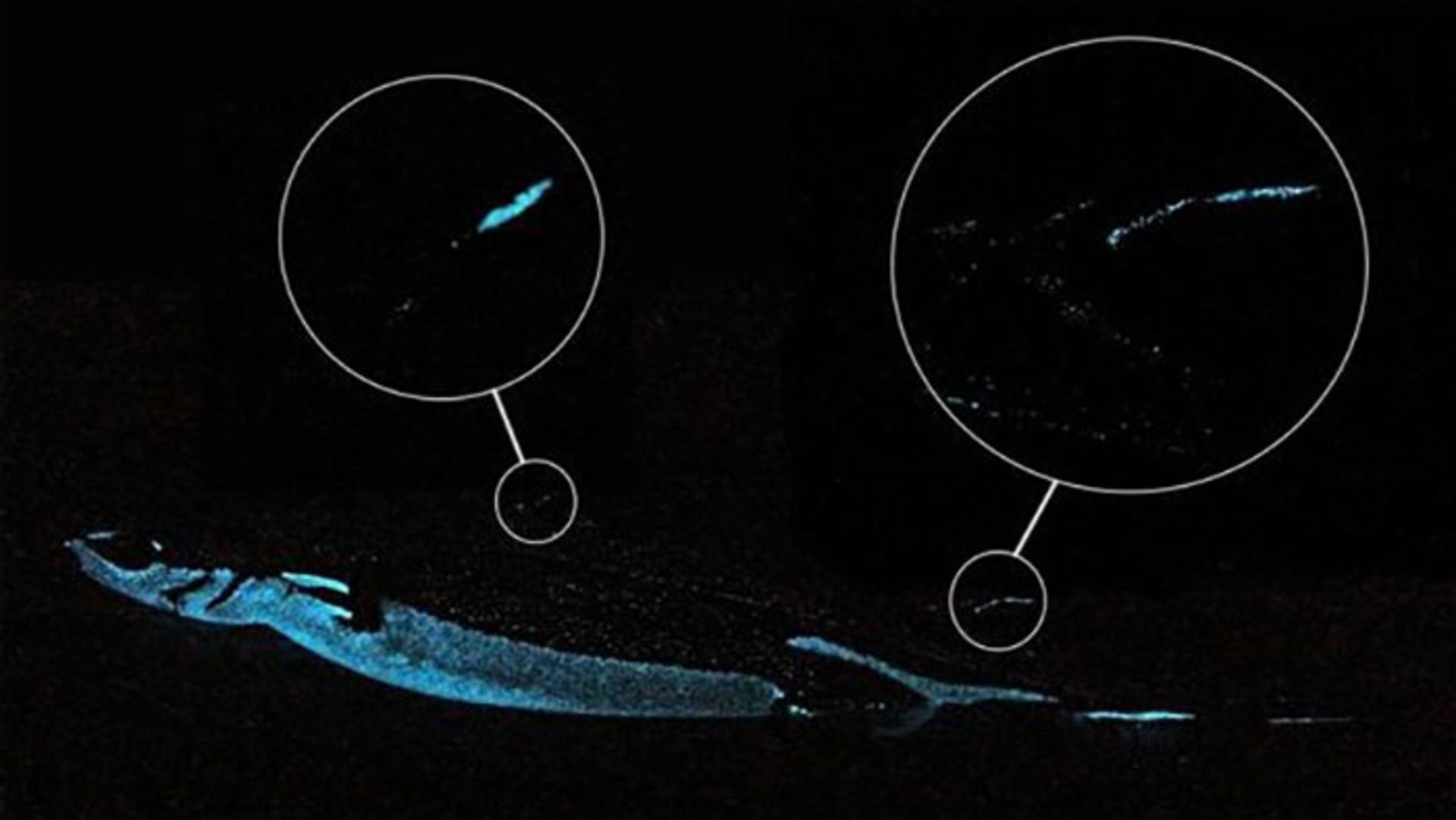 کوسه شکم مخملی