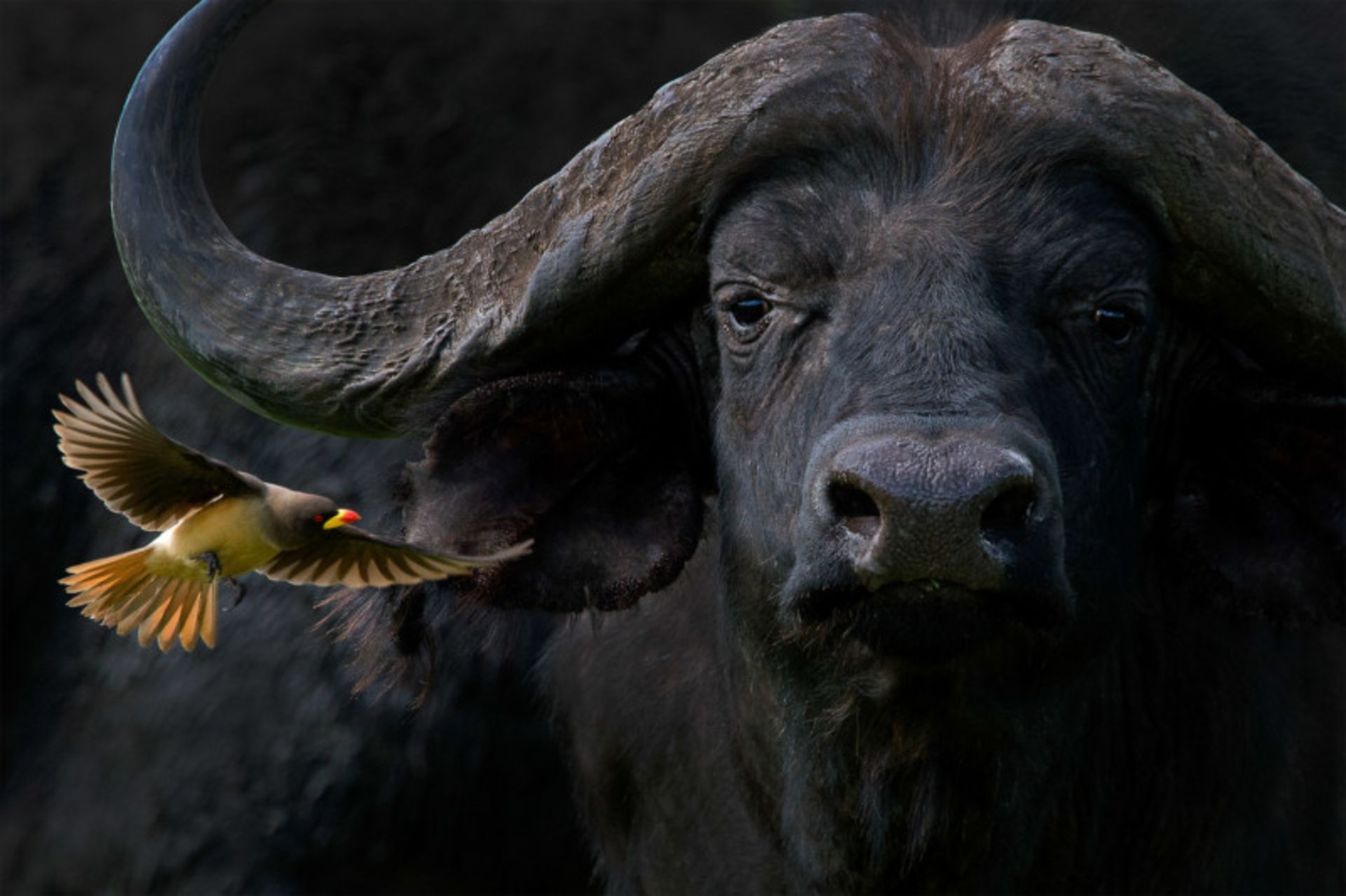 عکاس پرنده سال ۲۰۲۱