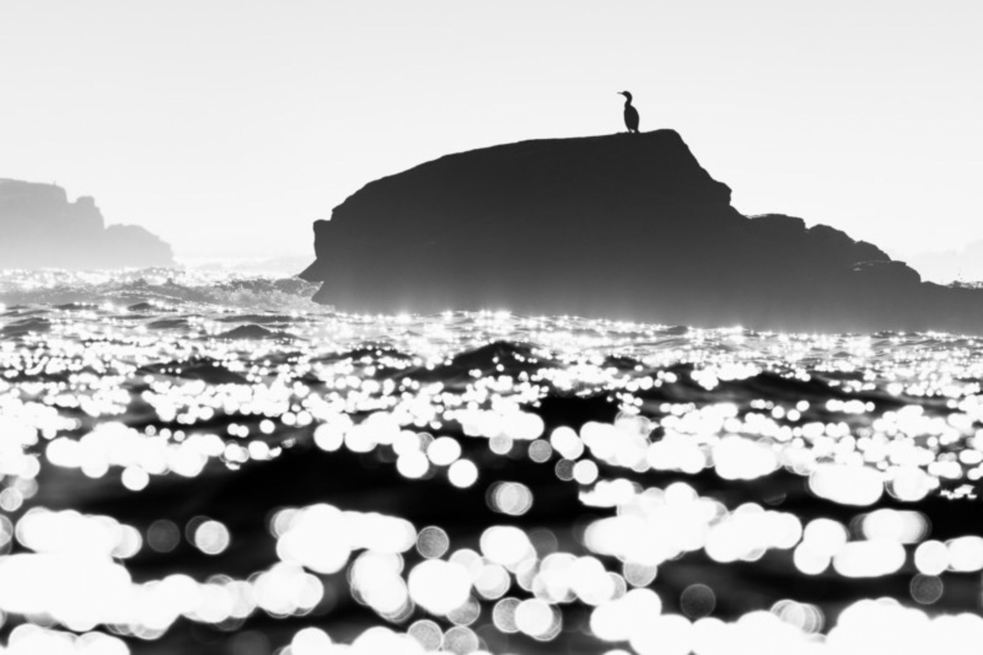 عکاس پرنده سال ۲۰۲۱