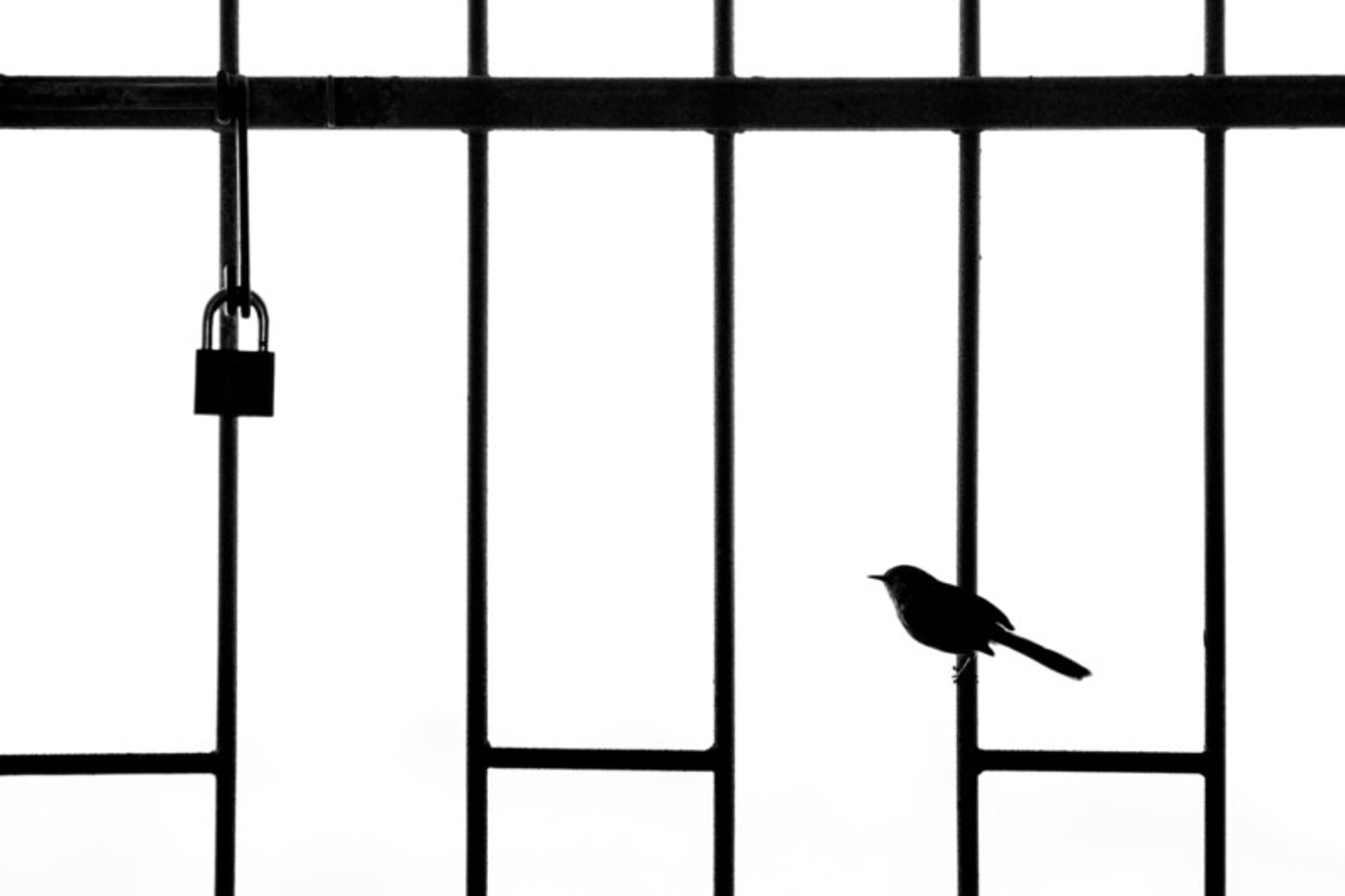 عکاس پرنده سال ۲۰۲۱