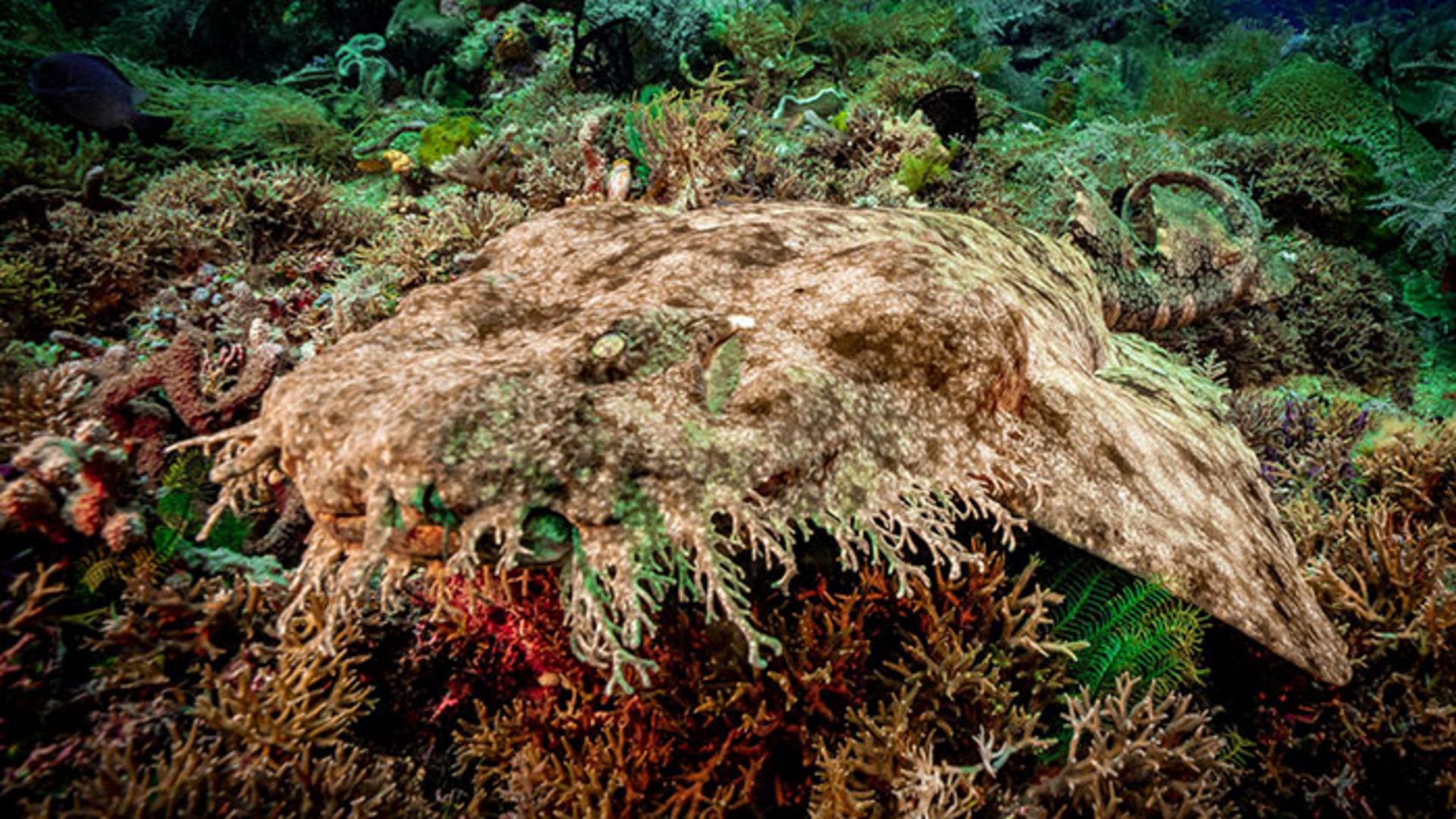 کوسه ووبگانگ