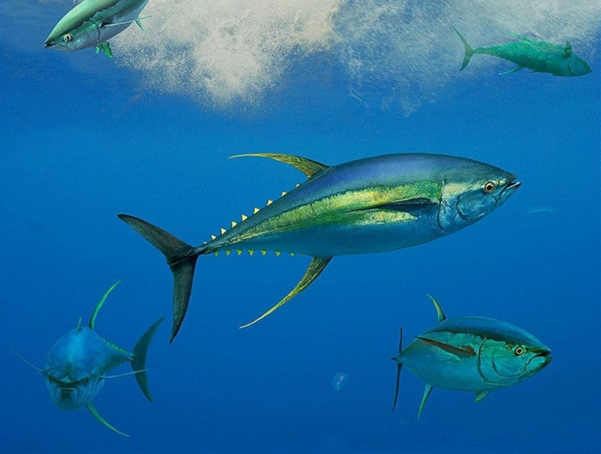 سریع‌ترین حیوانات جهان _ گیدر