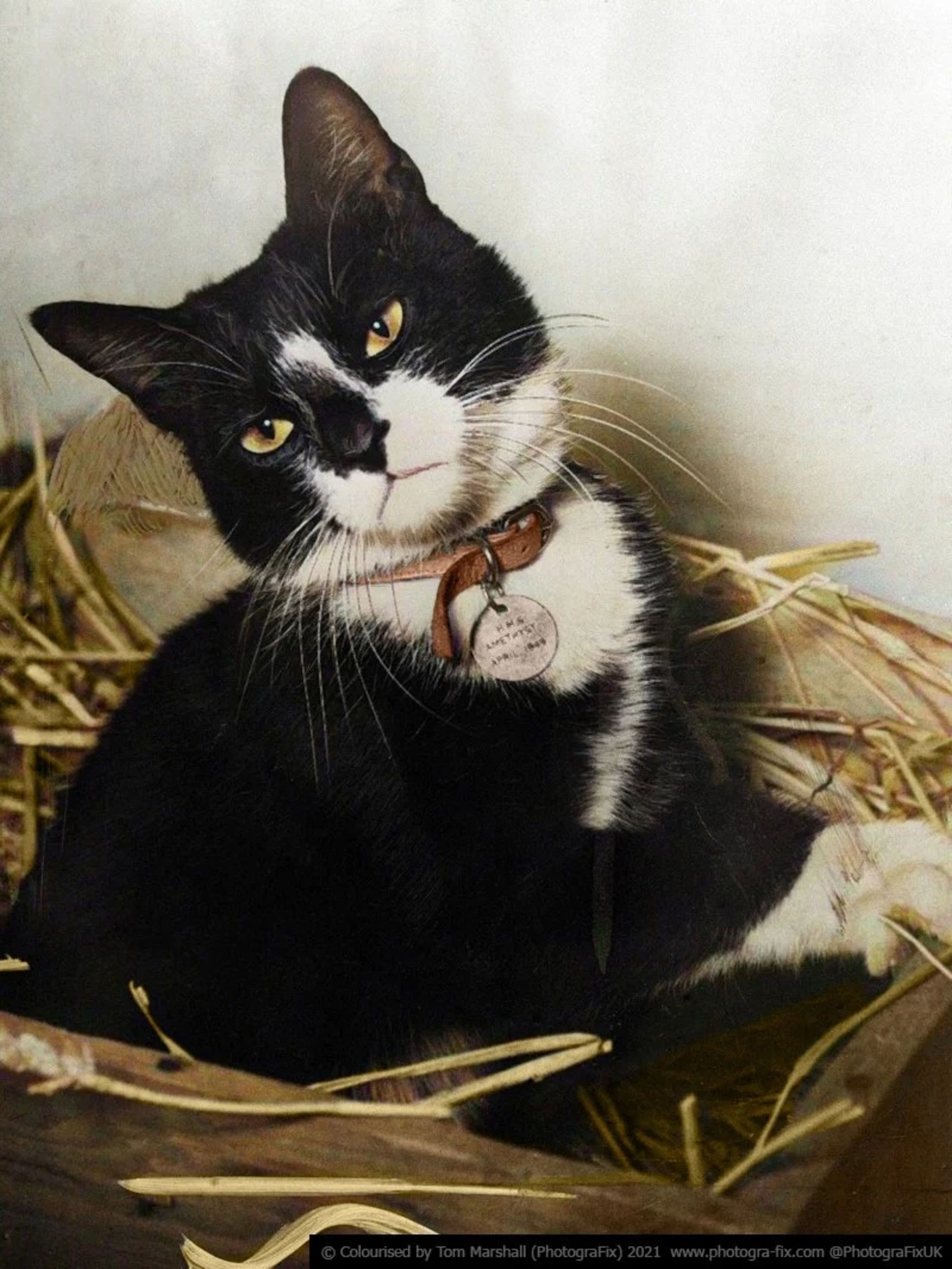 حیوانات در جنگ