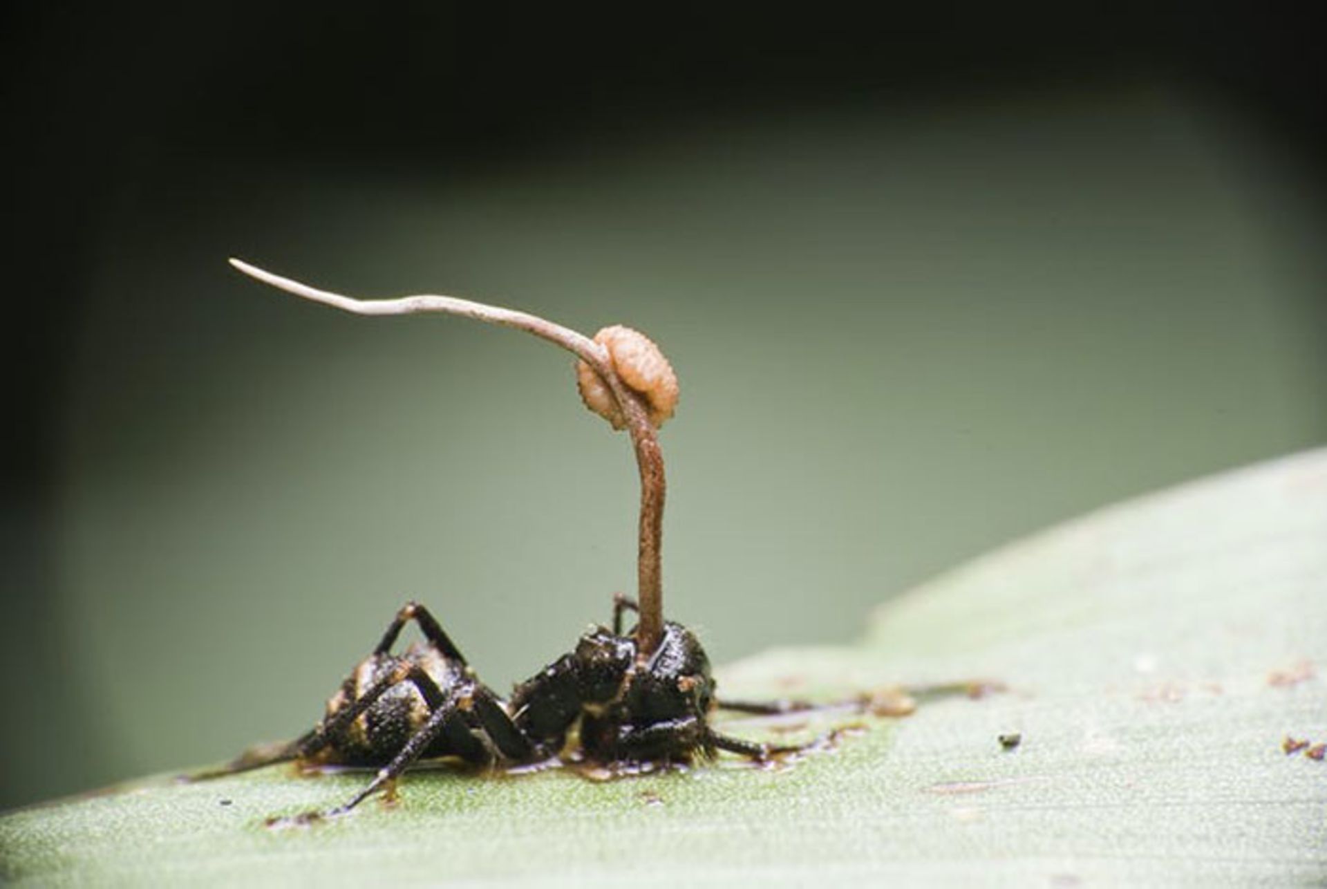 مورچه مبتلا به قارچ