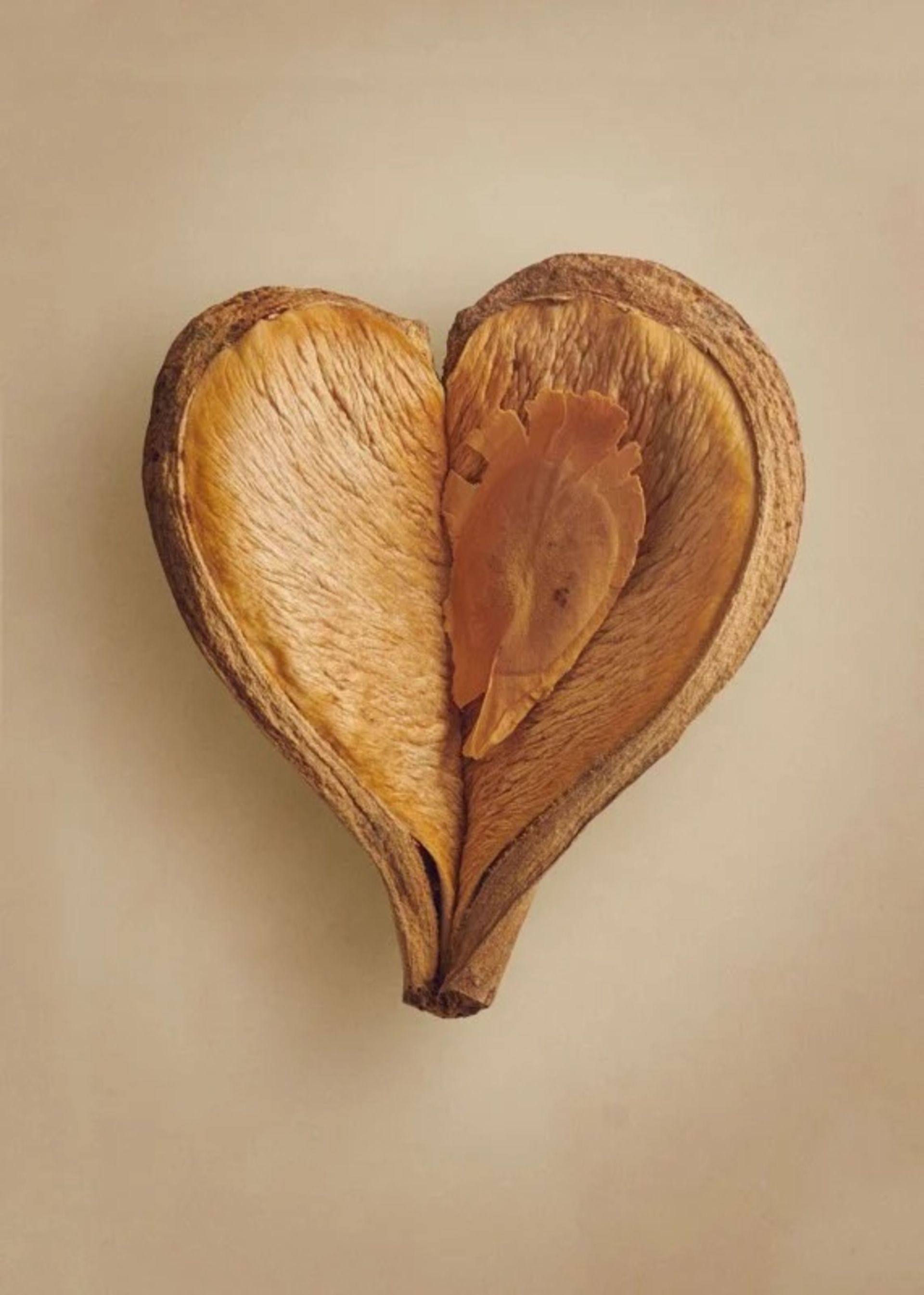 زیبایی مخفی دانه‌ها در عکس‌های ماکرو