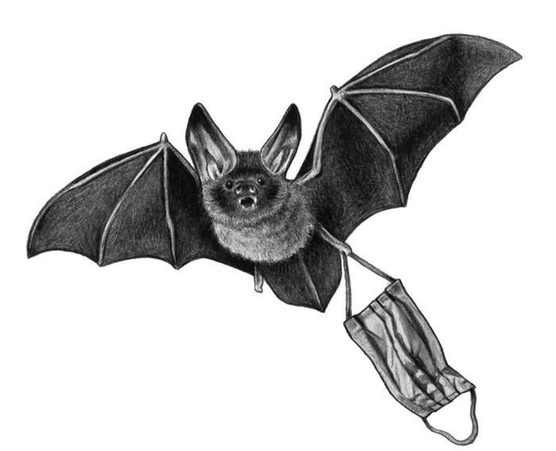 خواب خفاش / bat