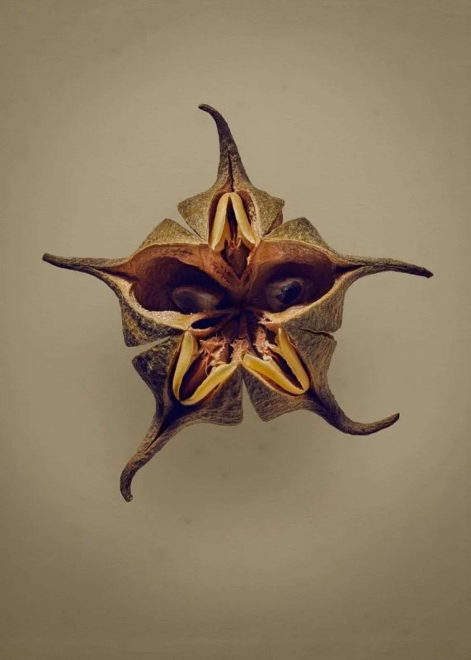 زیبایی مخفی دانه‌ها در عکس‌های ماکرو