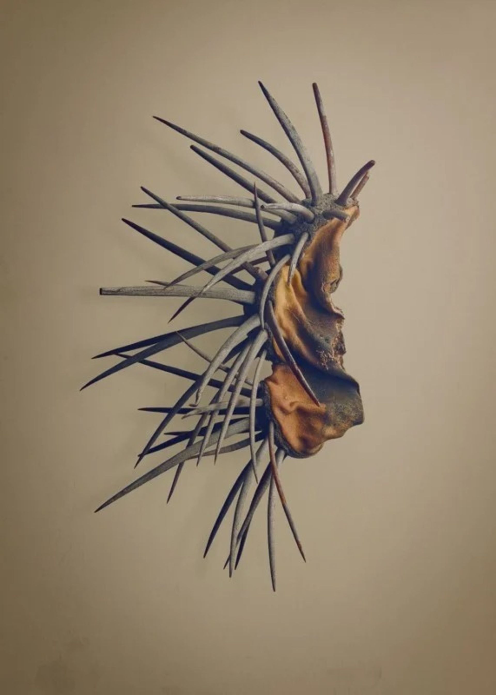 زیبایی مخفی دانه‌ها در عکس‌های ماکرو