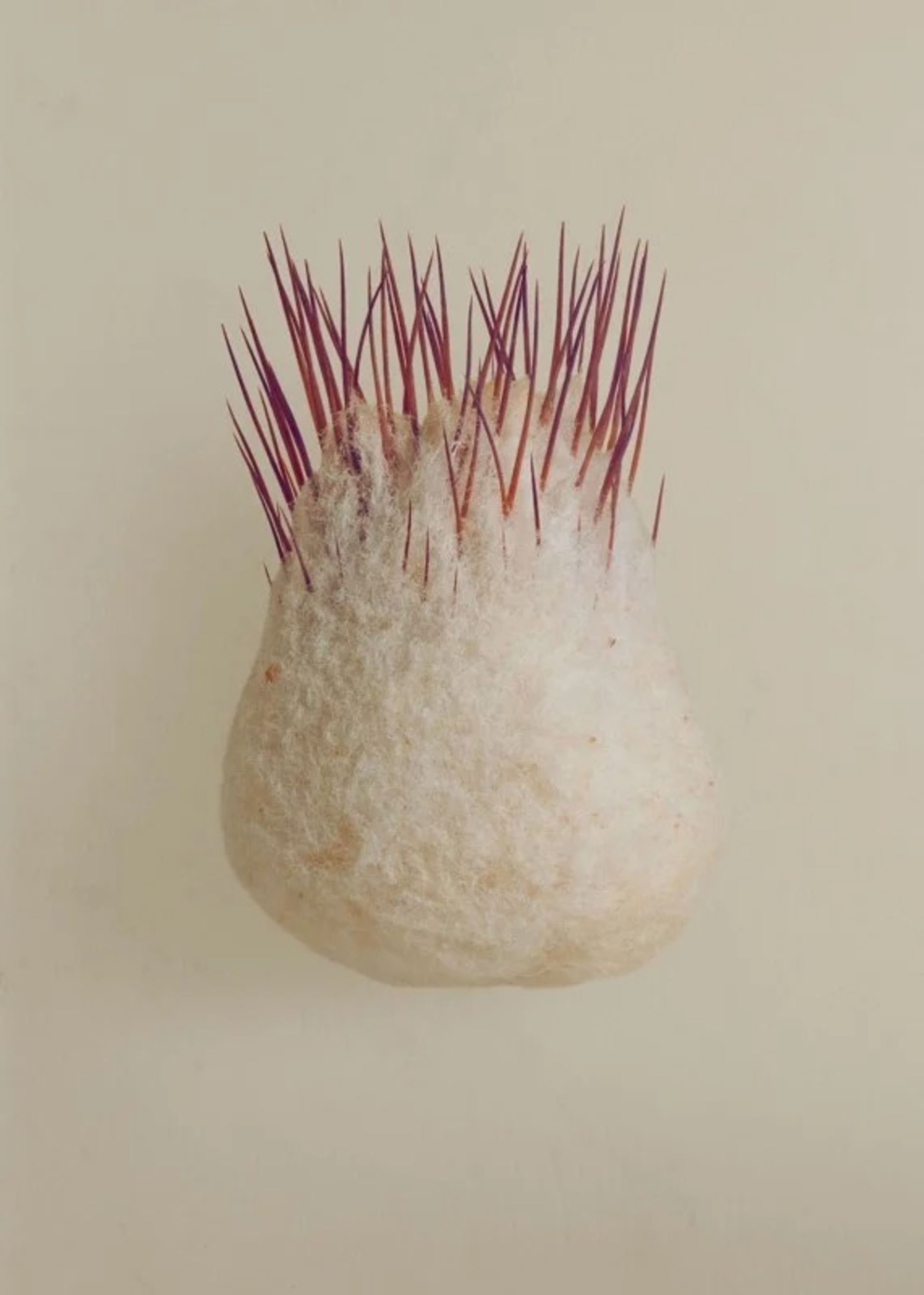 زیبایی مخفی دانه‌ها در عکس‌های ماکرو