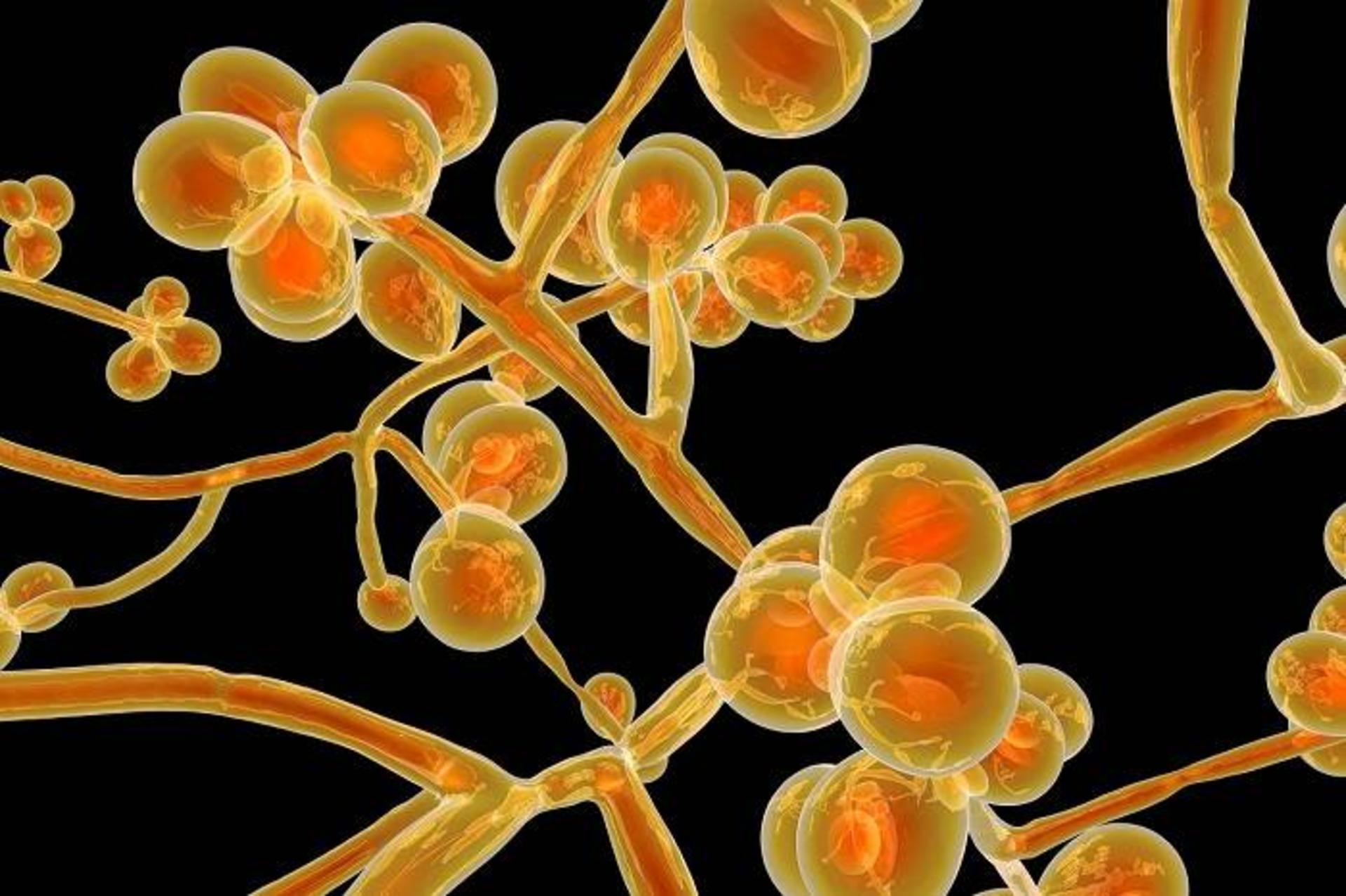 قارچ کاندیدا / Candida 