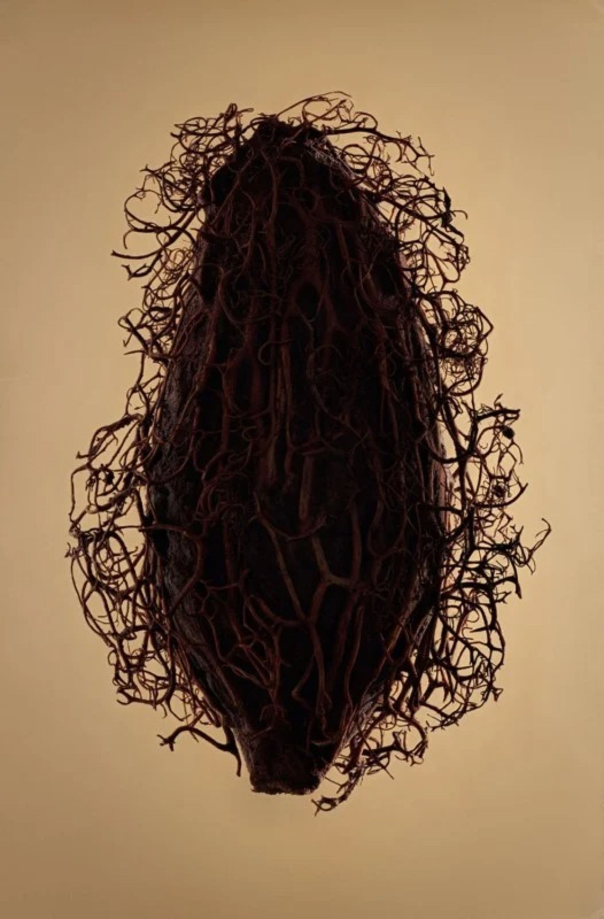 زیبایی مخفی دانه‌ها در عکس‌های ماکرو