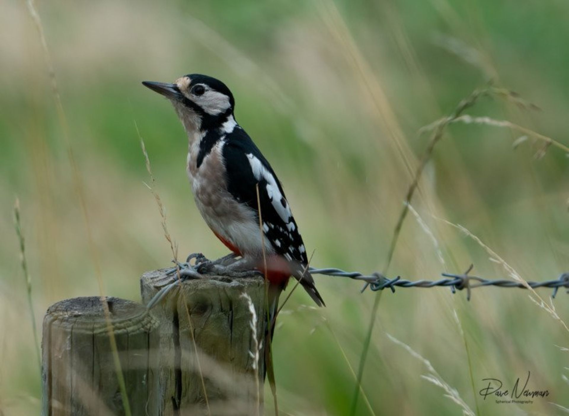 دیو نیومن / عکاس حیات وحش محلی