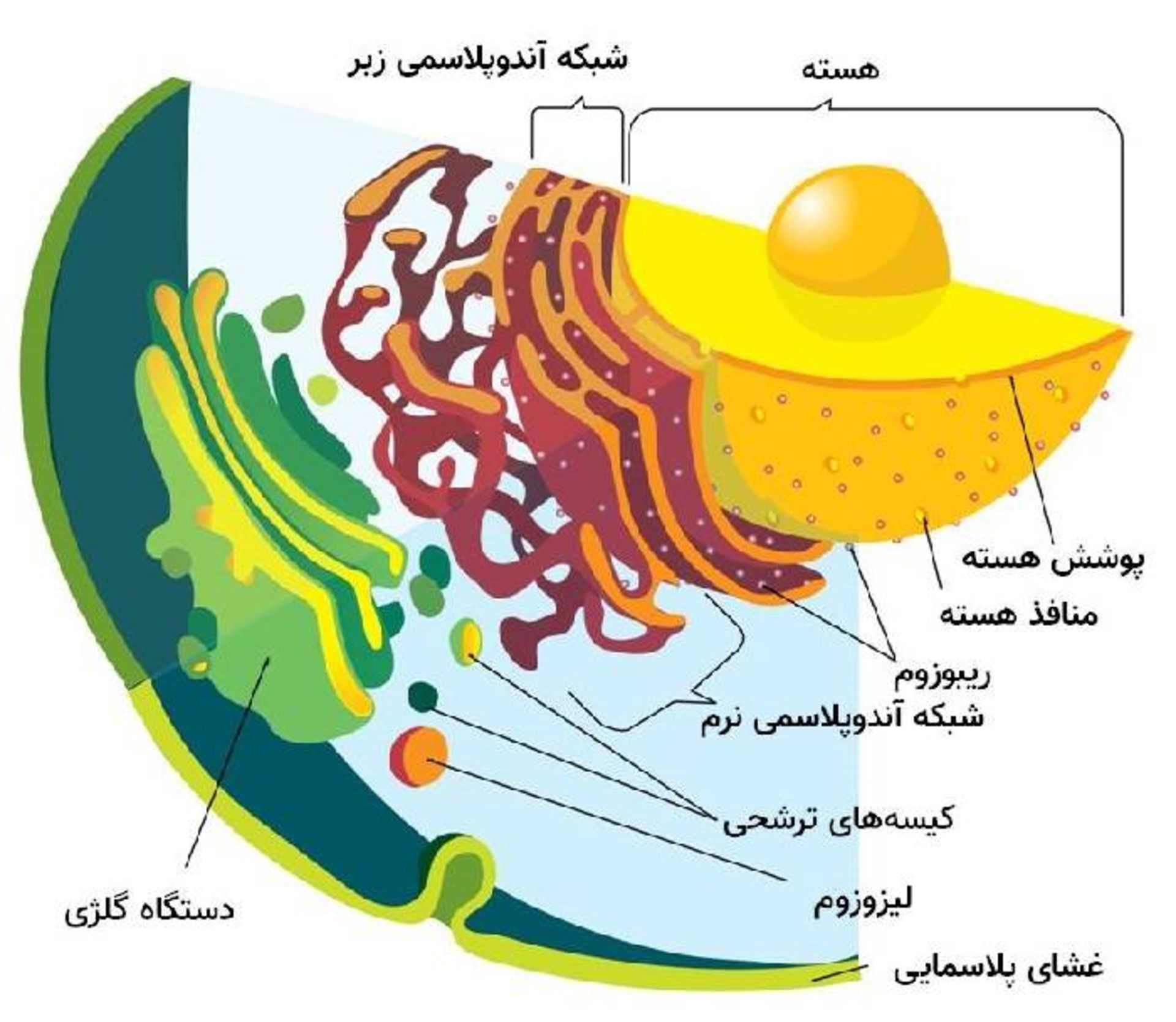 اجزای سلول یوکاریوت / Eukaryote 